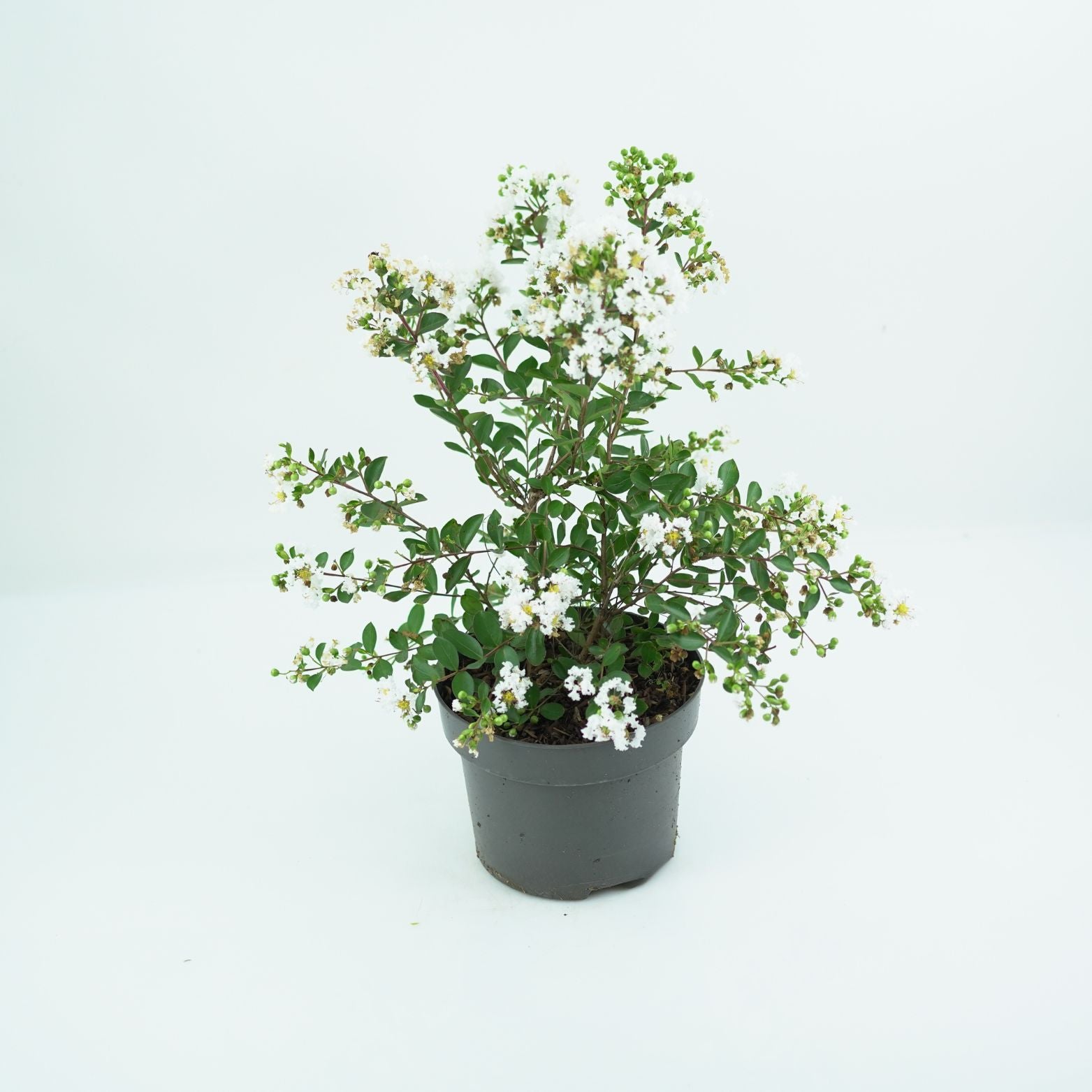 LAGERSTROEMIA INDICA Lagerstremia indyjska