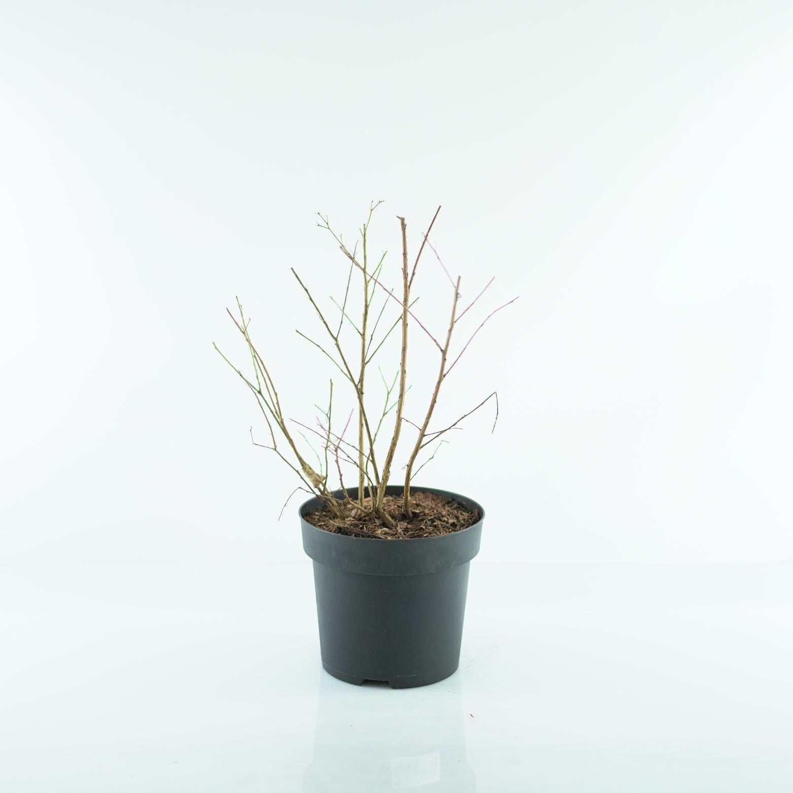 LAGERSTROEMIA INDICA 'PURPLE STAR' Lagerstremia indyjska