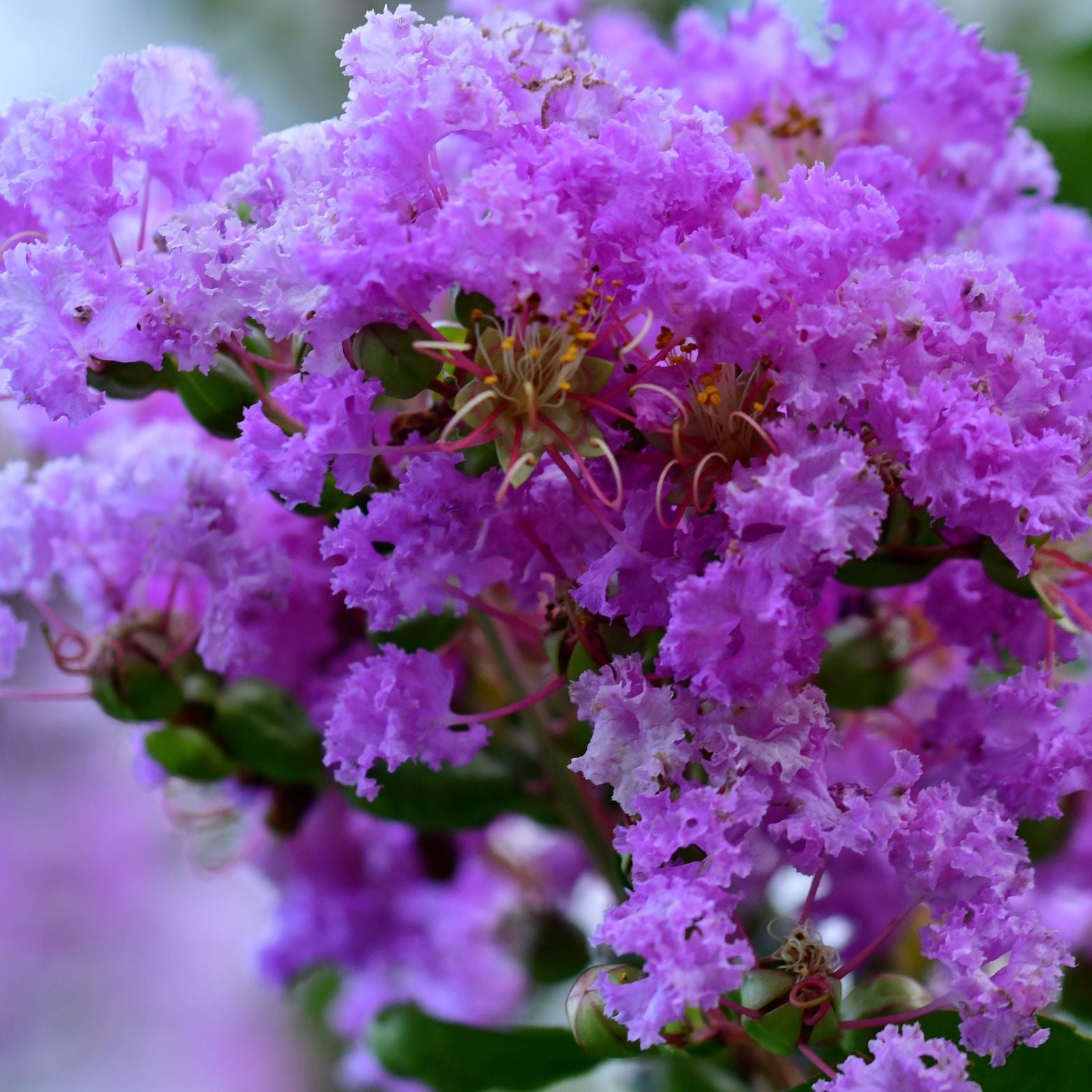 LAGERSTROEMIA INDICA 'PURPLE STAR' Lagerstremia indyjska
