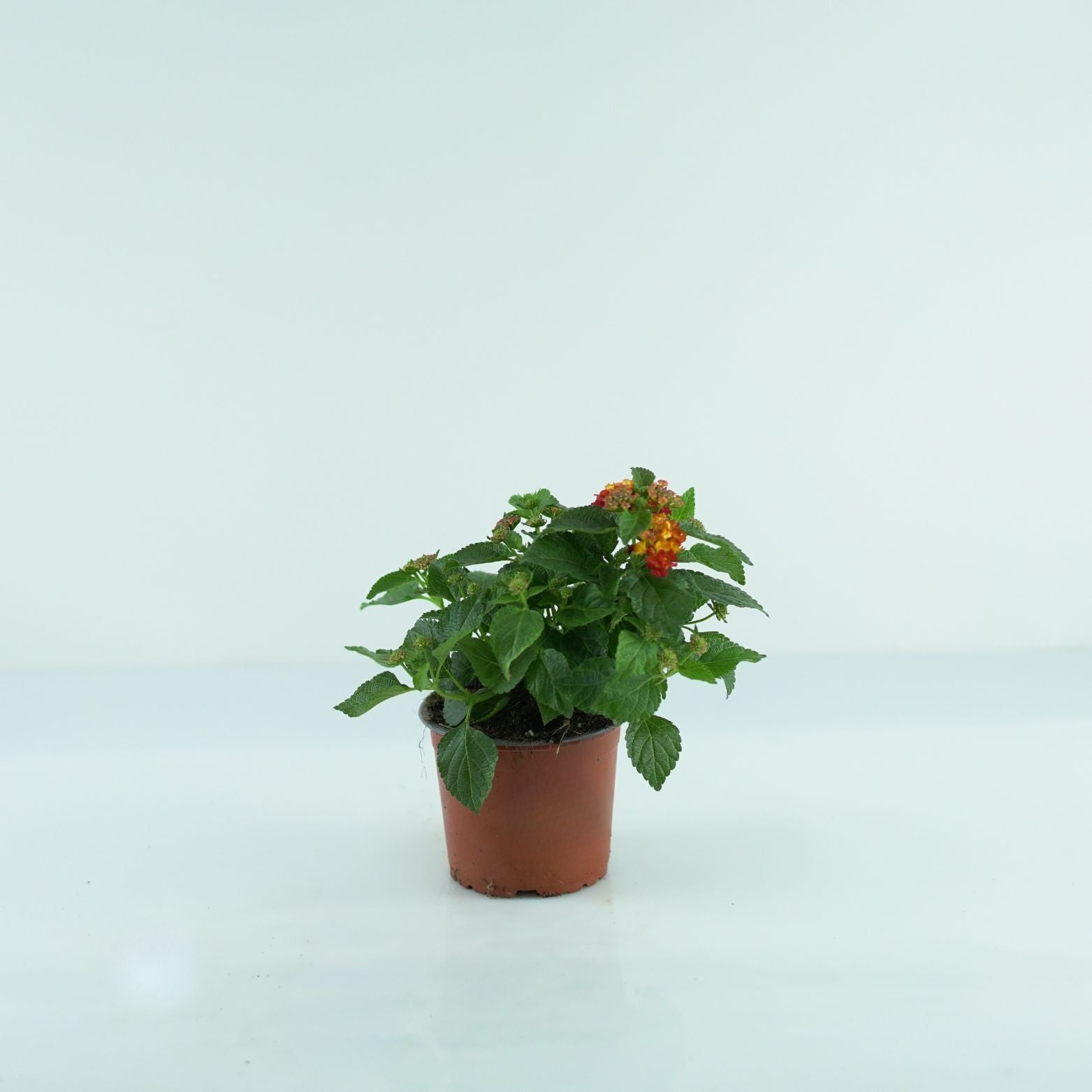 LANTANA CAMARA 'Havana Red' Lantana pospolita