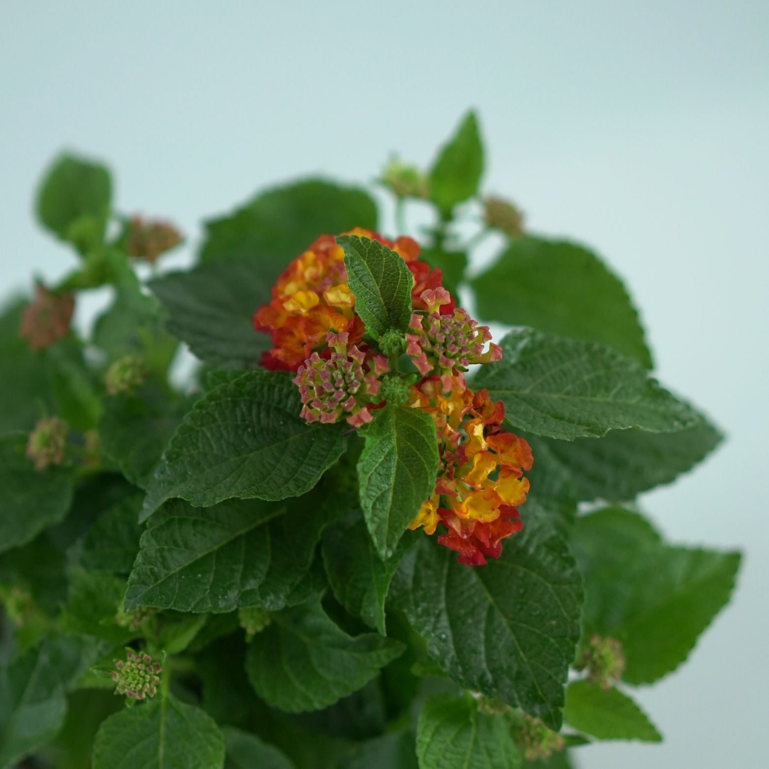 LANTANA CAMARA 'Havana Red' Lantana pospolita