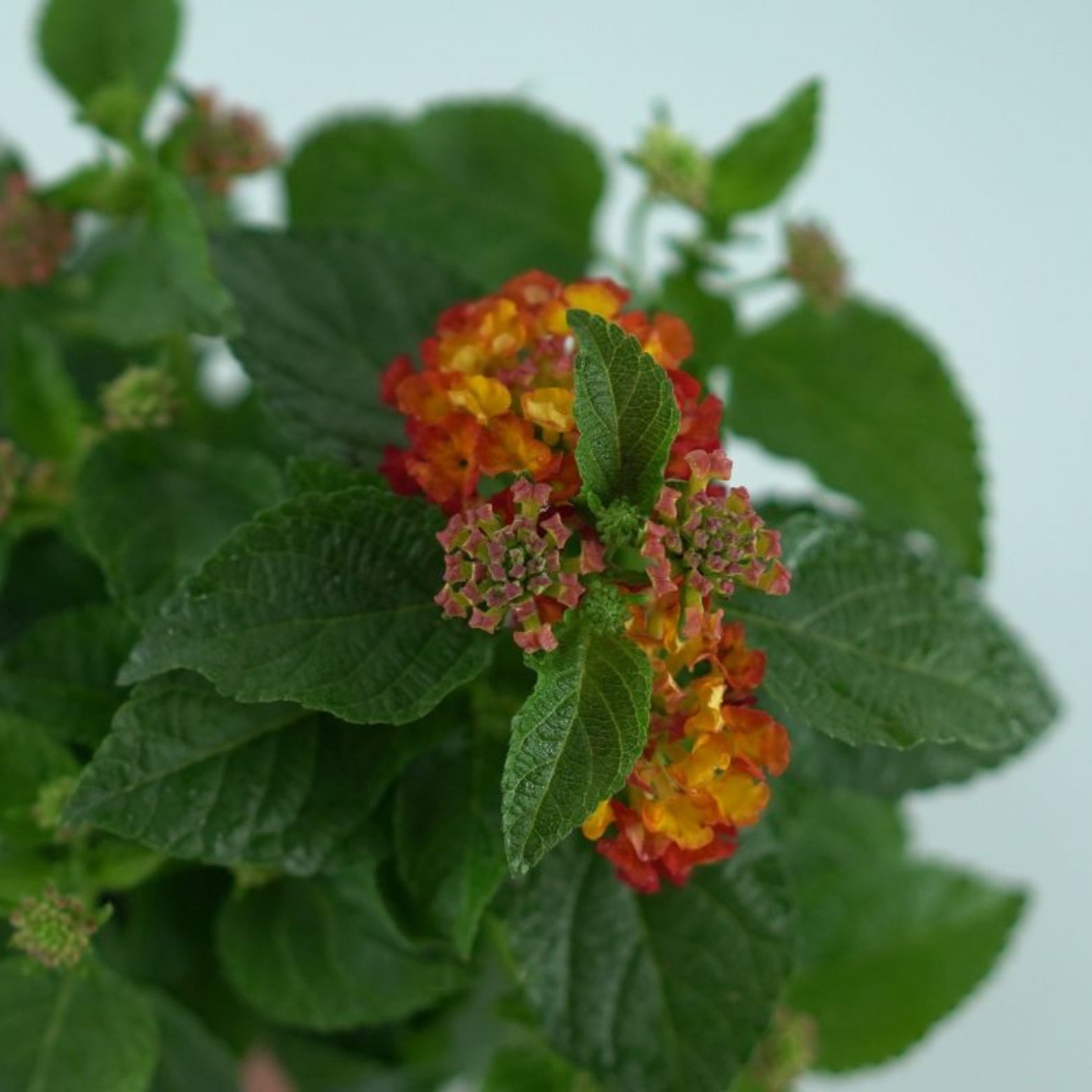 LANTANA CAMARA 'Havana Red' Lantana pospolita