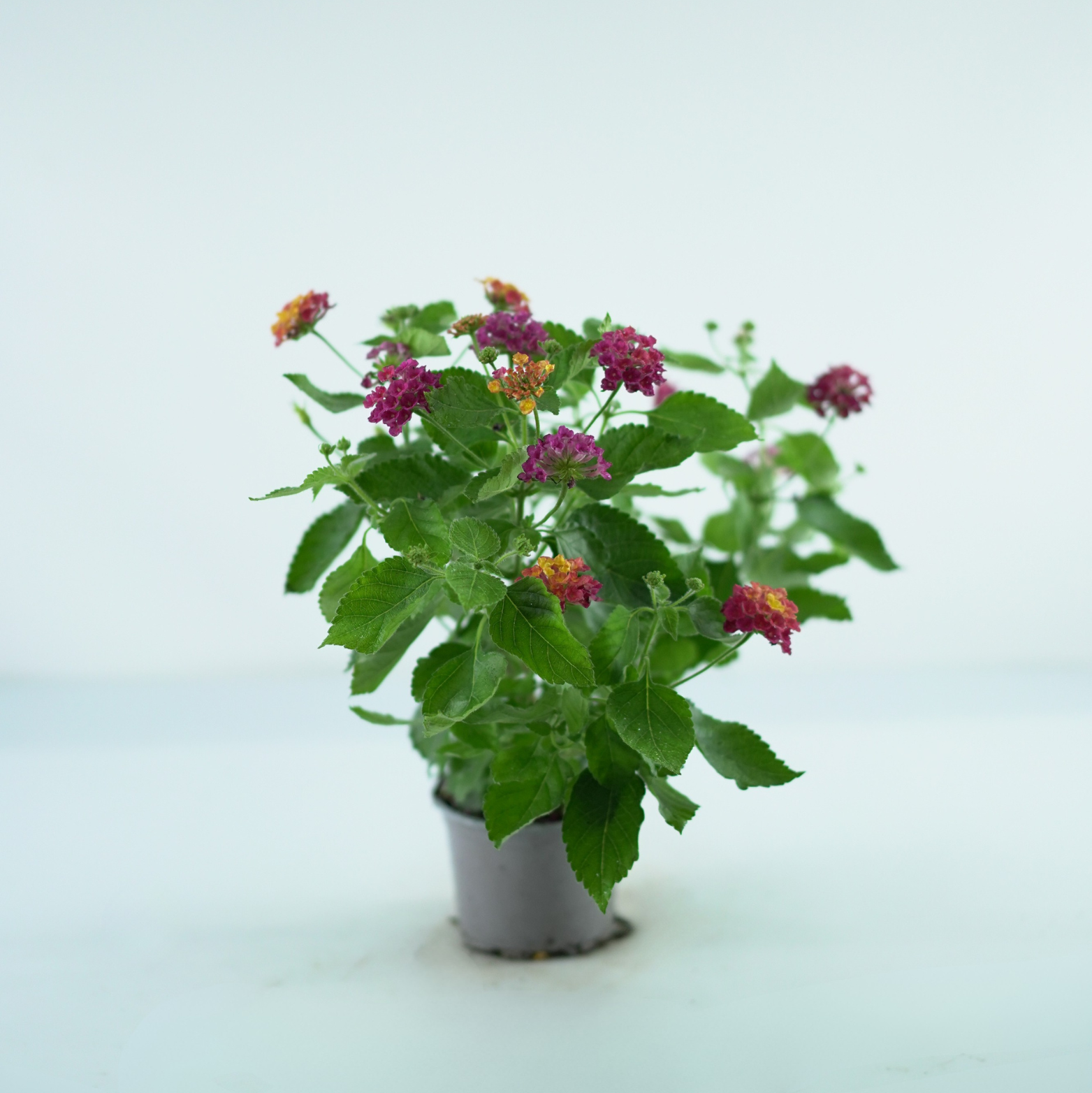 LANTANA CAMARA Lantana