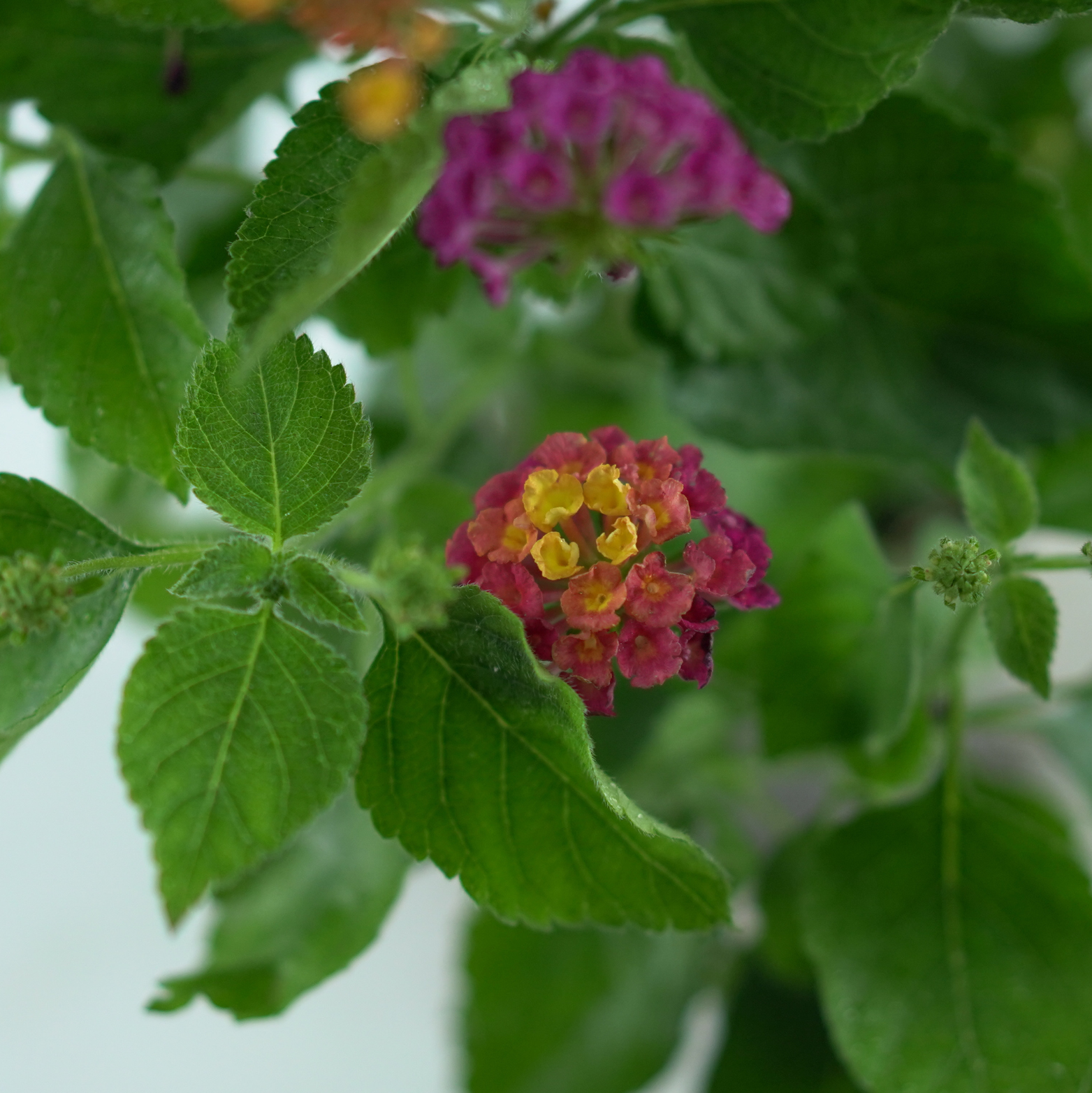 LANTANA CAMARA Lantana