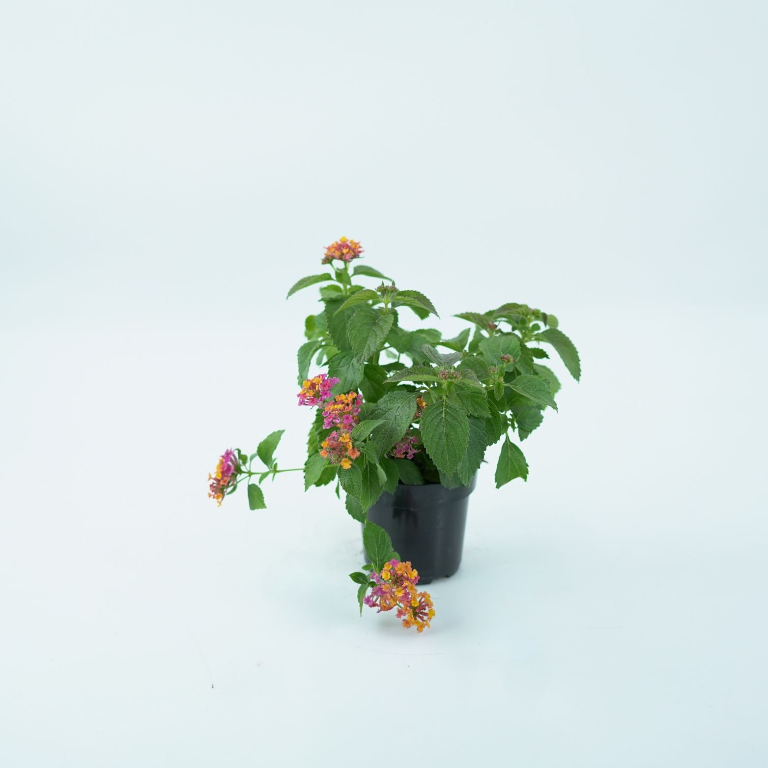 LANTANA CAMARA Lantana pospolita