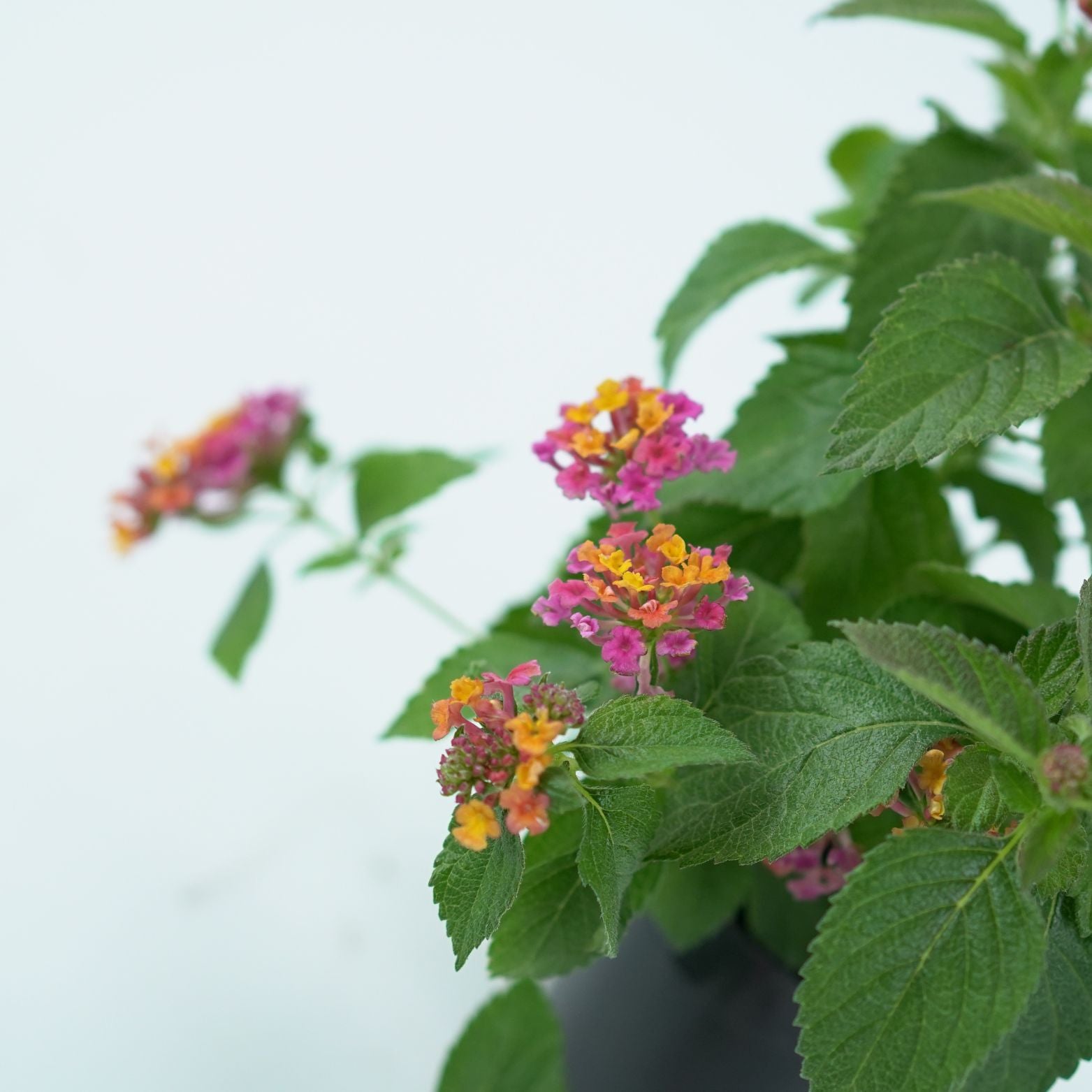 LANTANA CAMARA Lantana pospolita