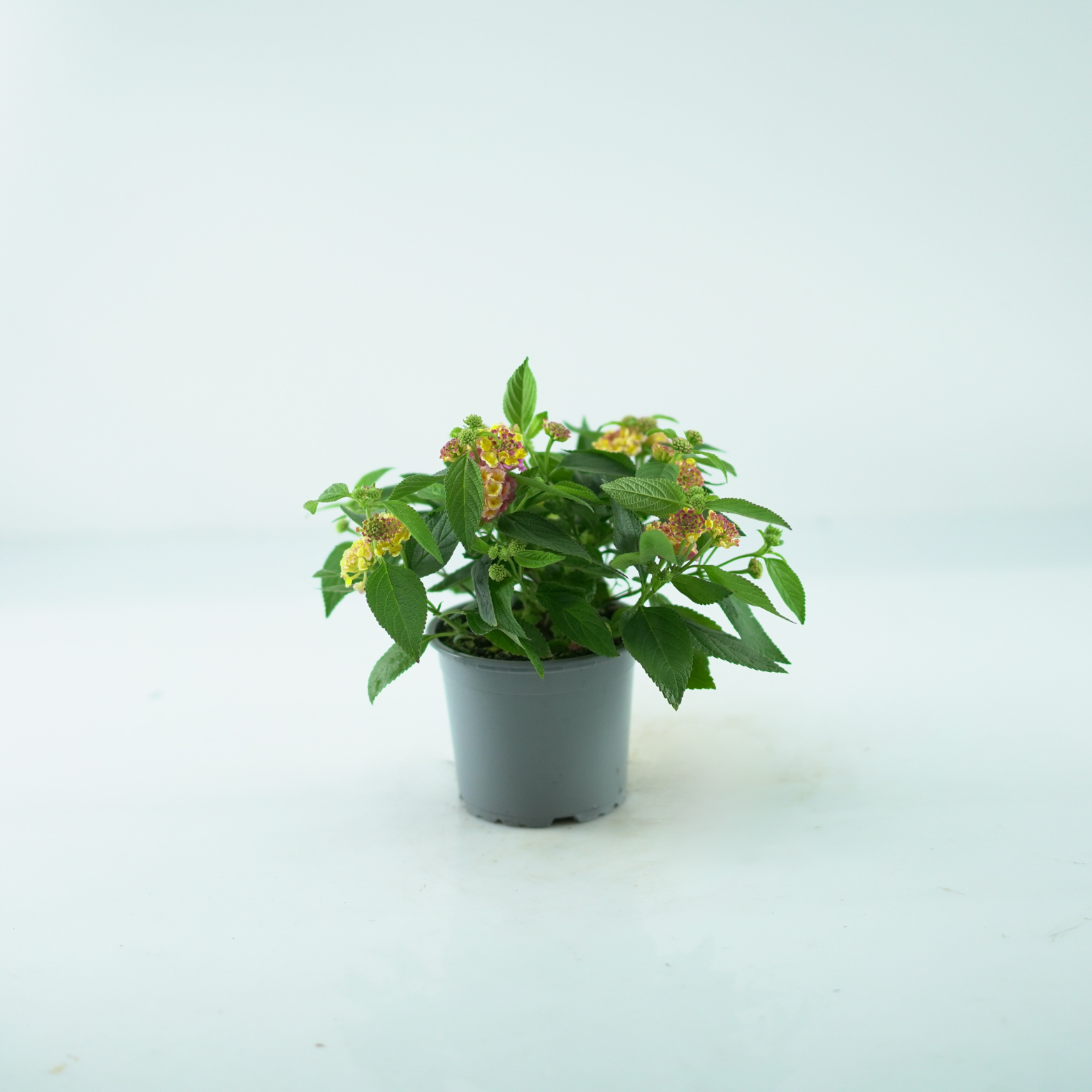 LANTANA CAMARA Lantana pospolita dwa kolory