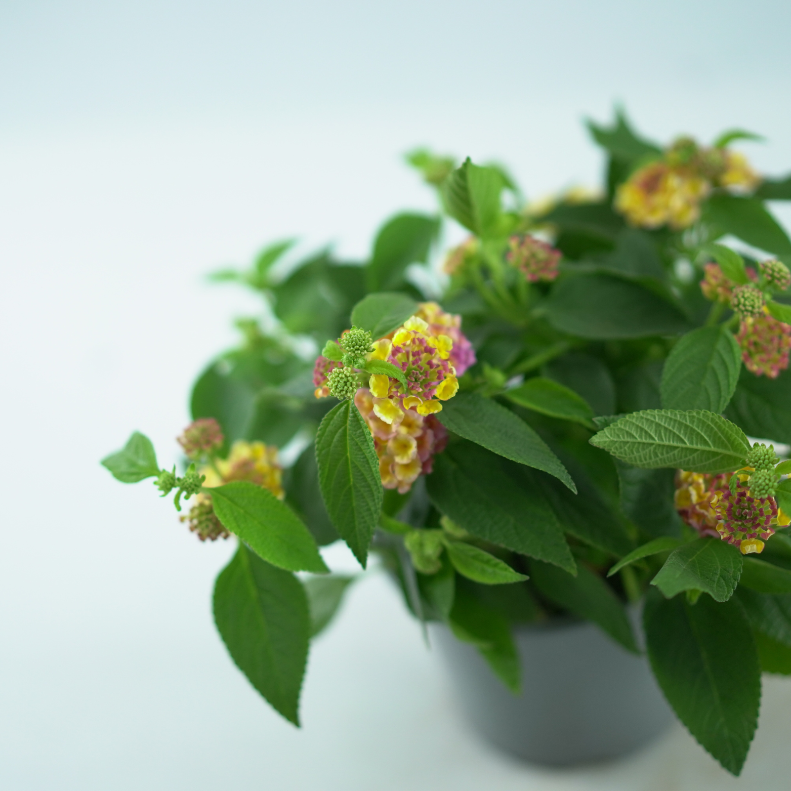 LANTANA CAMARA Lantana pospolita dwa kolory