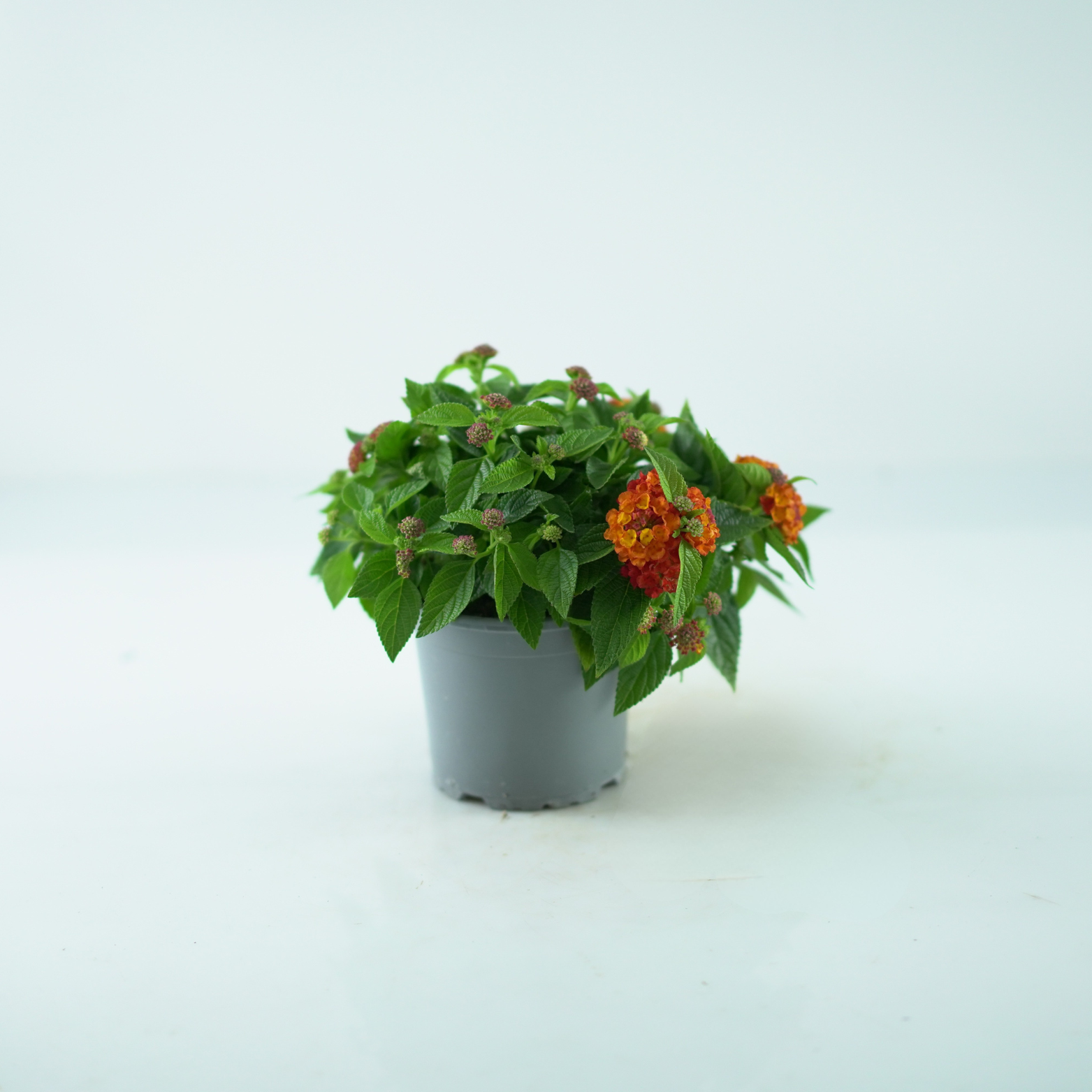 LANTANA CAMARA Lantana pospolita dwa kolory