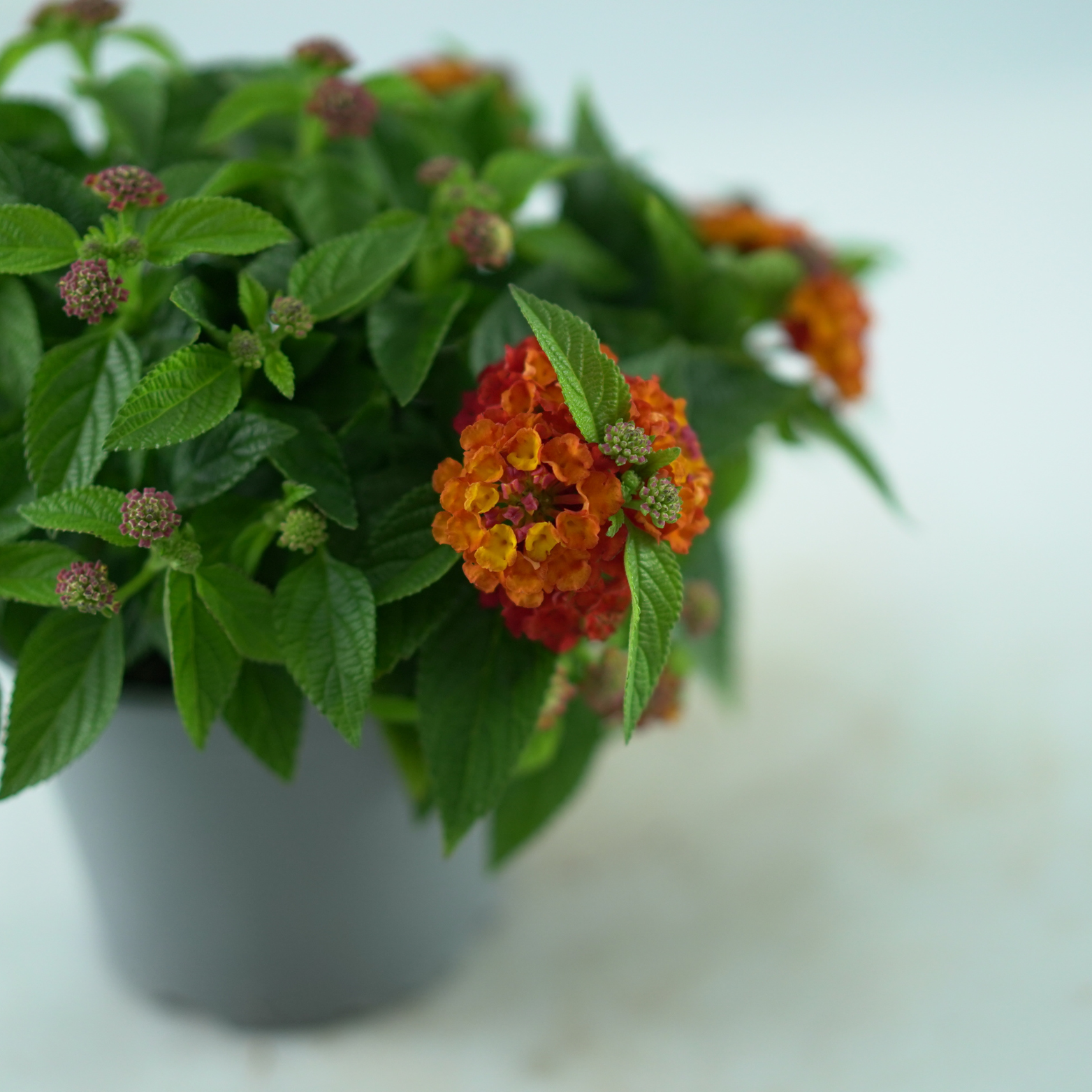 LANTANA CAMARA Lantana pospolita dwa kolory