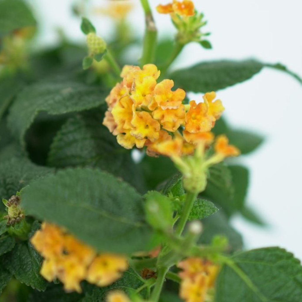 LANTANA CAMARA 'SIMON ORANGE' Lantana