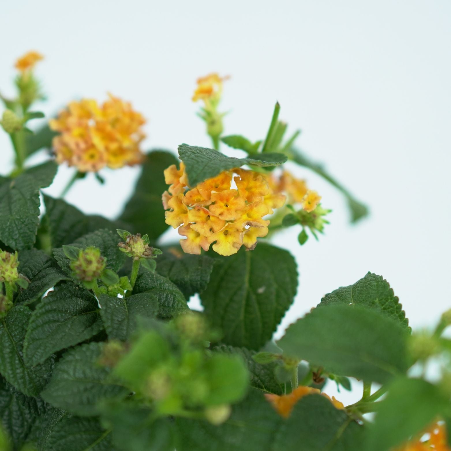 LANTANA CAMARA 'SIMON ORANGE' Lantana