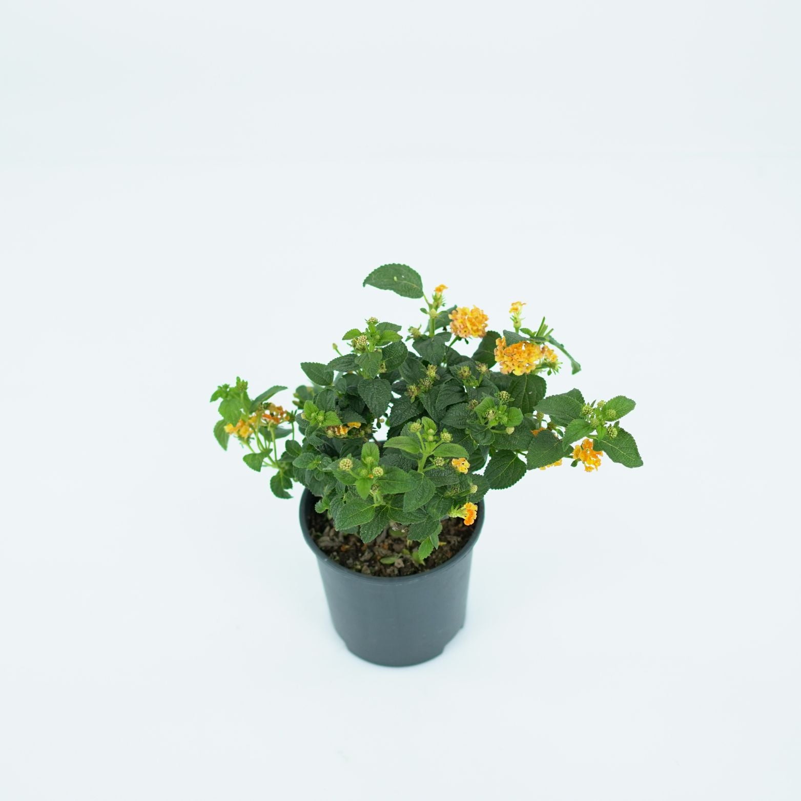 LANTANA CAMARA 'SIMON ORANGE' Lantana