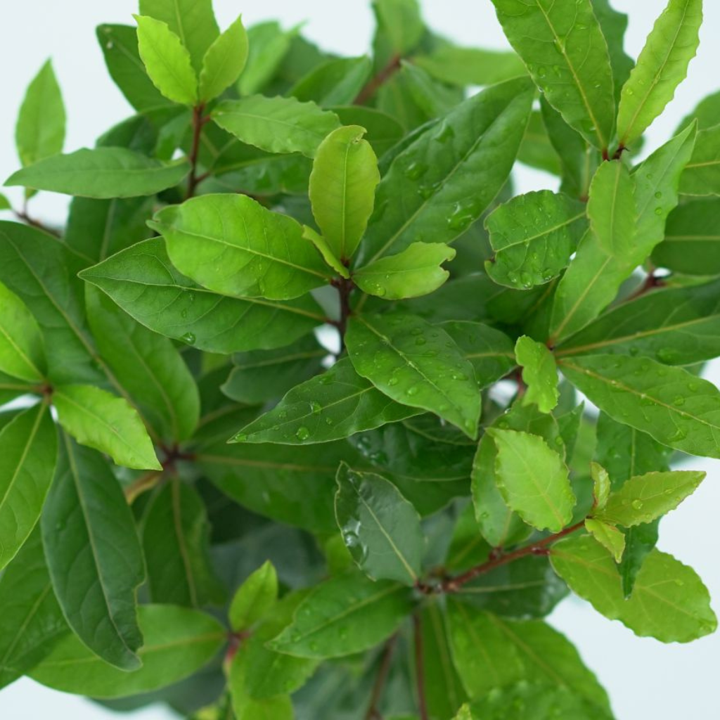 LAURUS NOBILIS Liść Laurowy