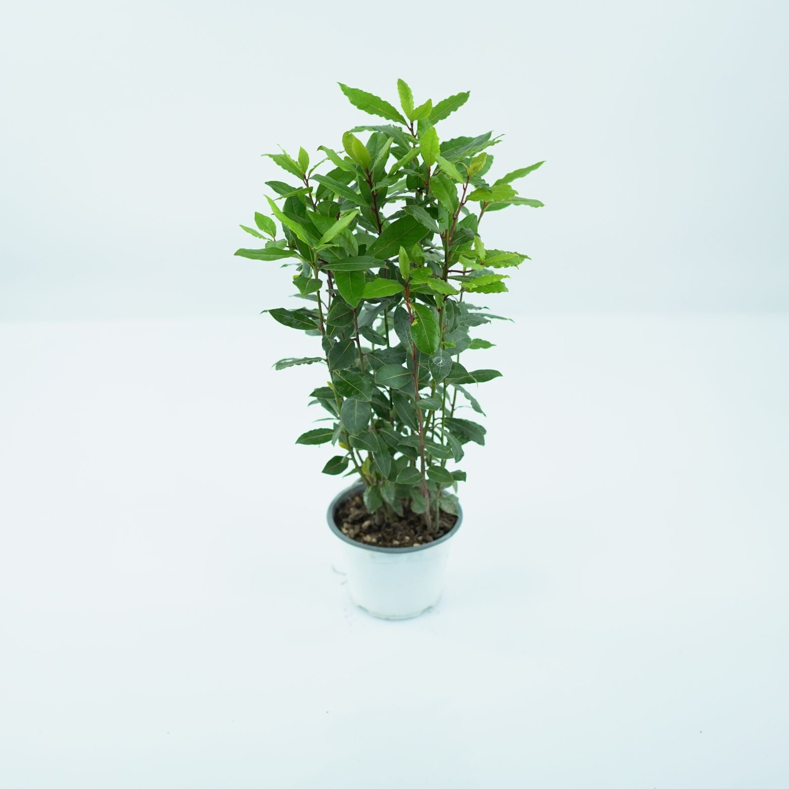 LAURUS NOBILIS Liść Laurowy