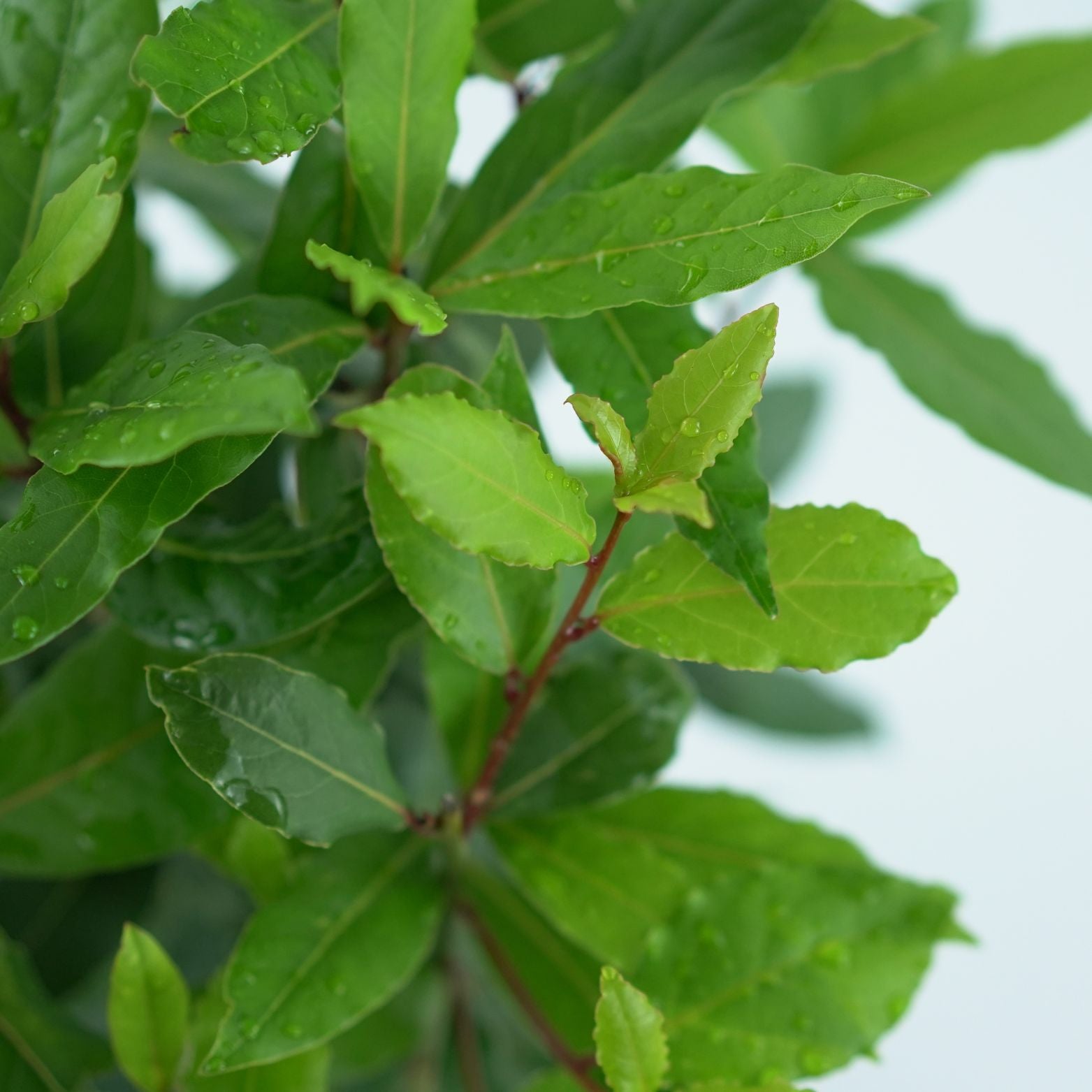 LAURUS NOBILIS Liść Laurowy