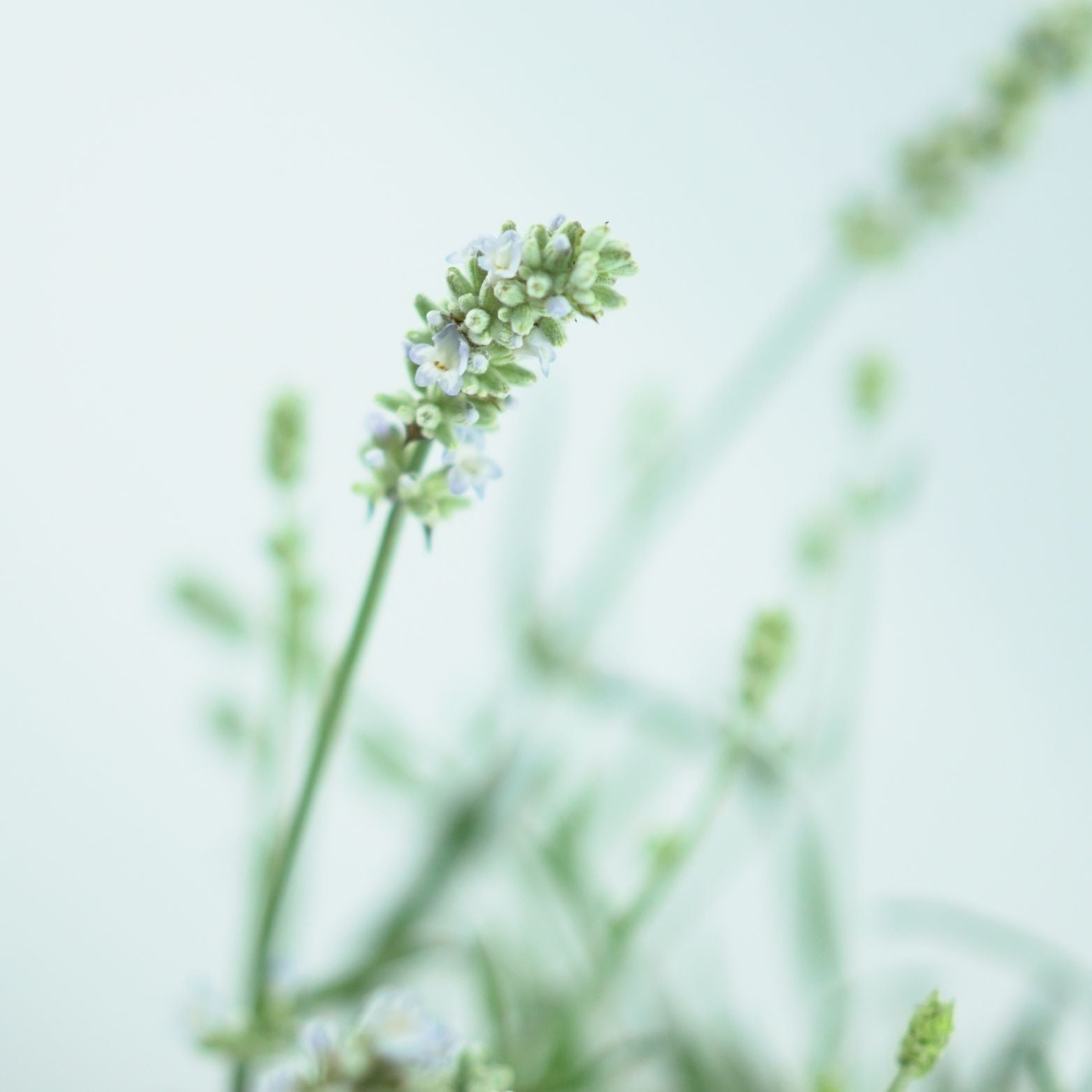LAVANDULA ANGUSTIFOLIA 'Ellagance Ice' Lawenda wąskolistna