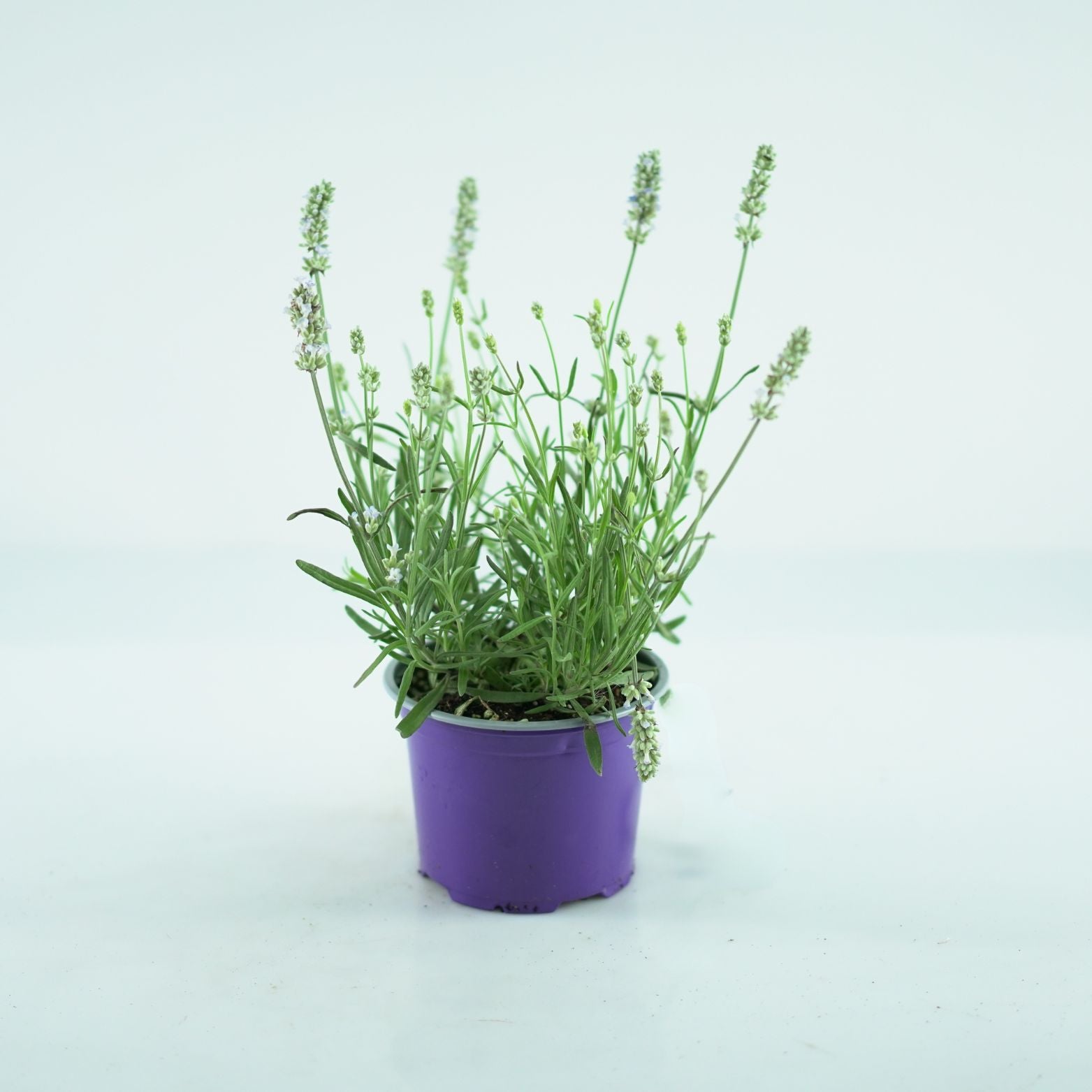 LAVANDULA ANGUSTIFOLIA 'Ellagance Ice' Lawenda wąskolistna
