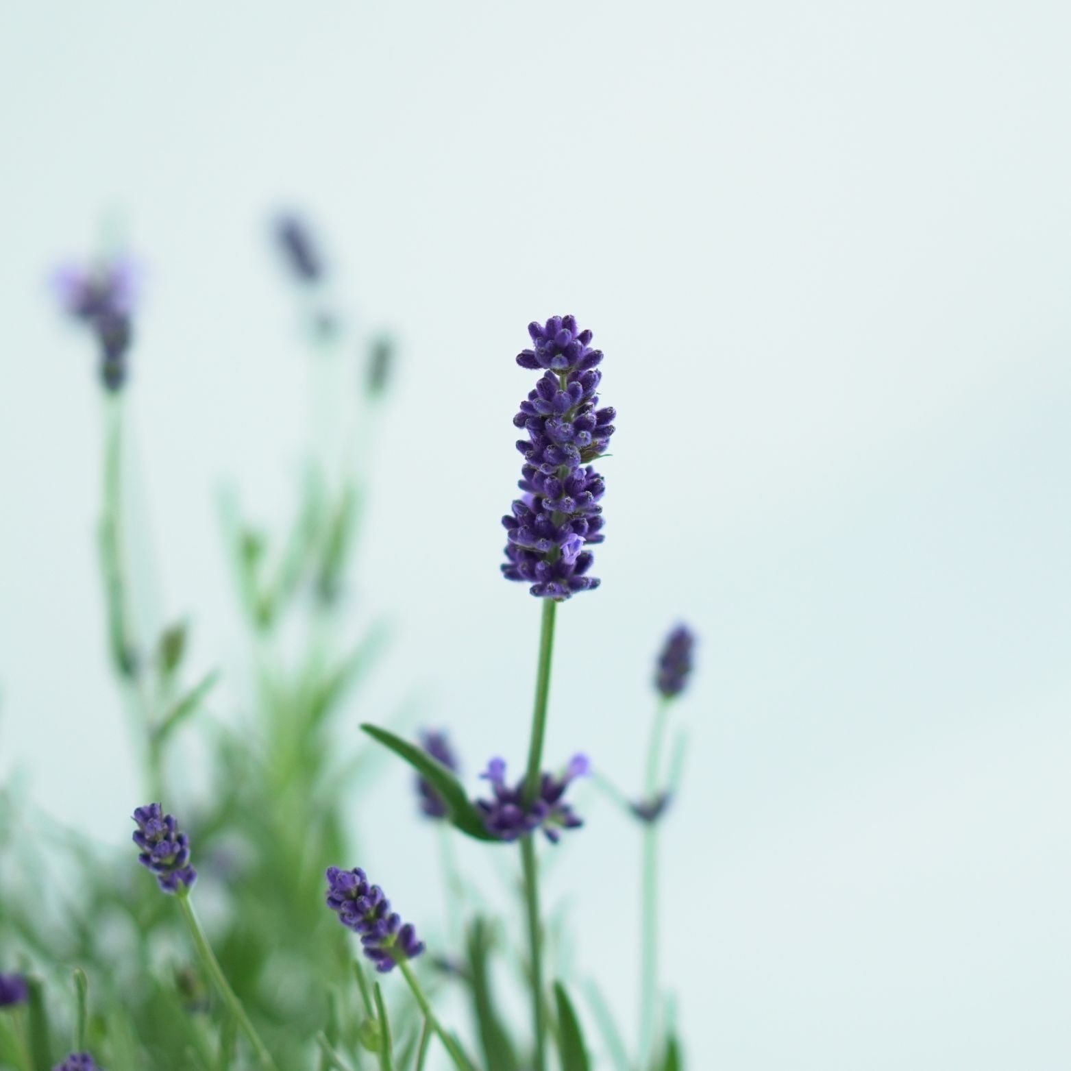 LAVANDULA ANGUSTIFOLIA 'Felice' Lawenda wąskolistna