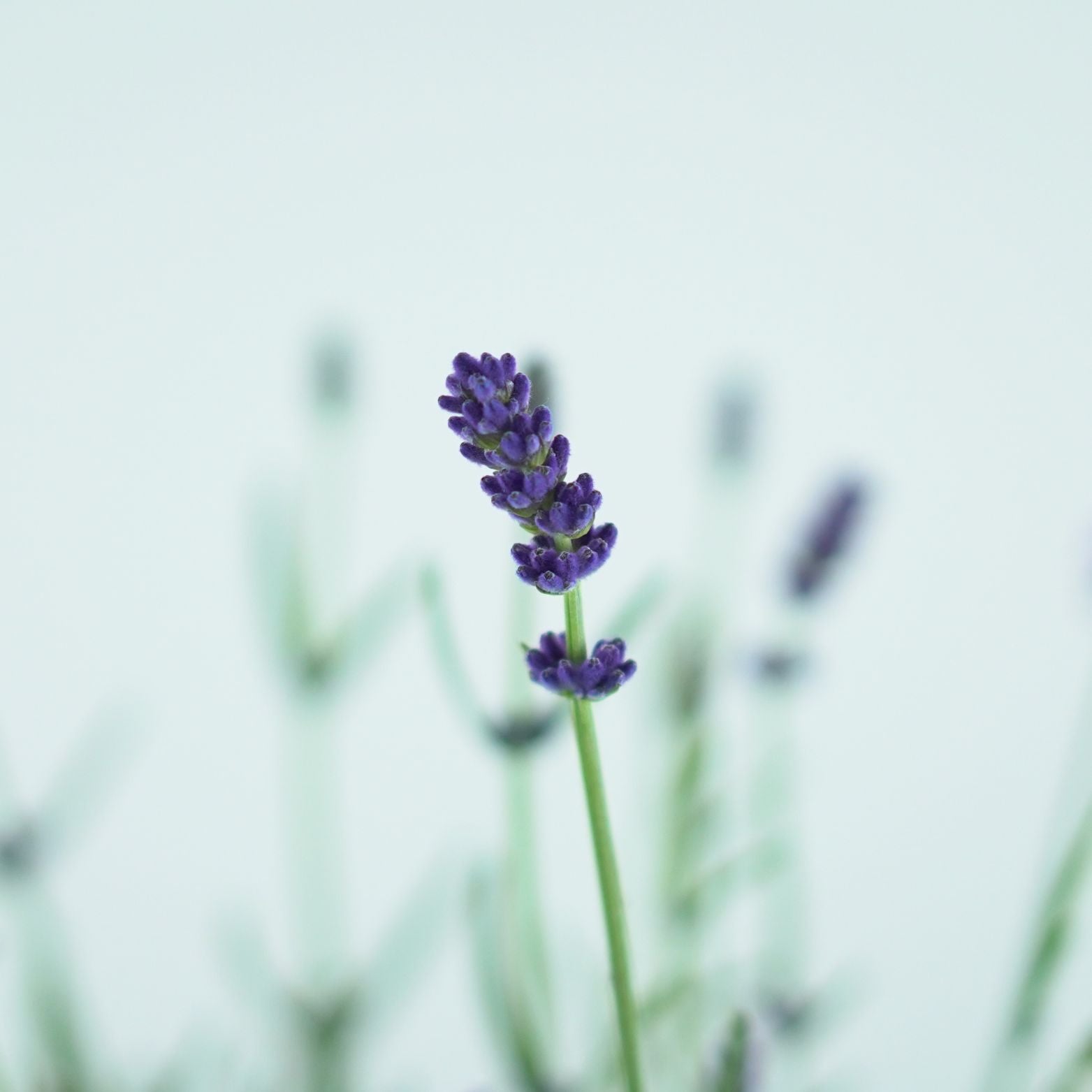 LAVANDULA ANGUSTIFOLIA 'Felice' Lawenda wąskolistna