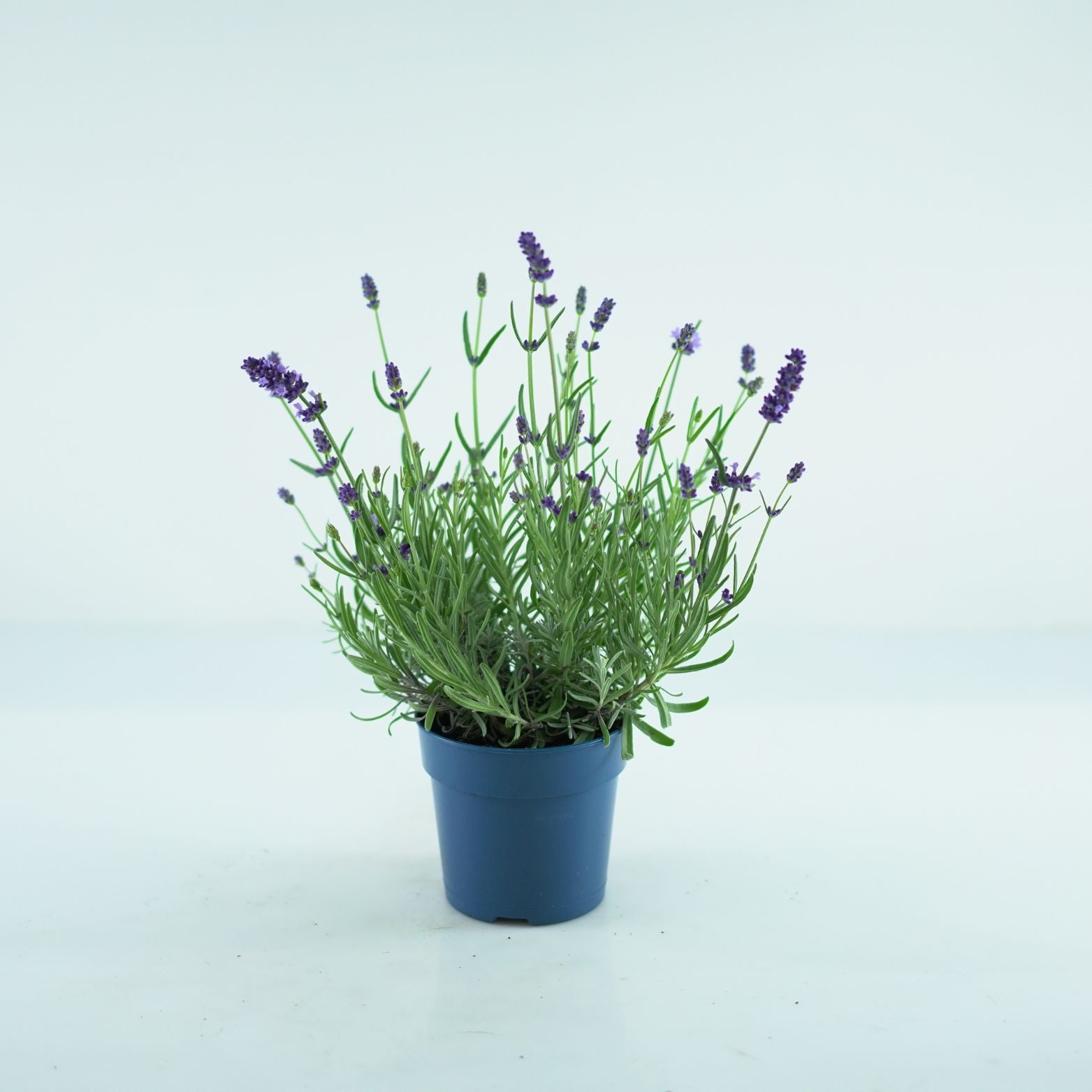 LAVANDULA ANGUSTIFOLIA 'Felice' Lawenda wąskolistna