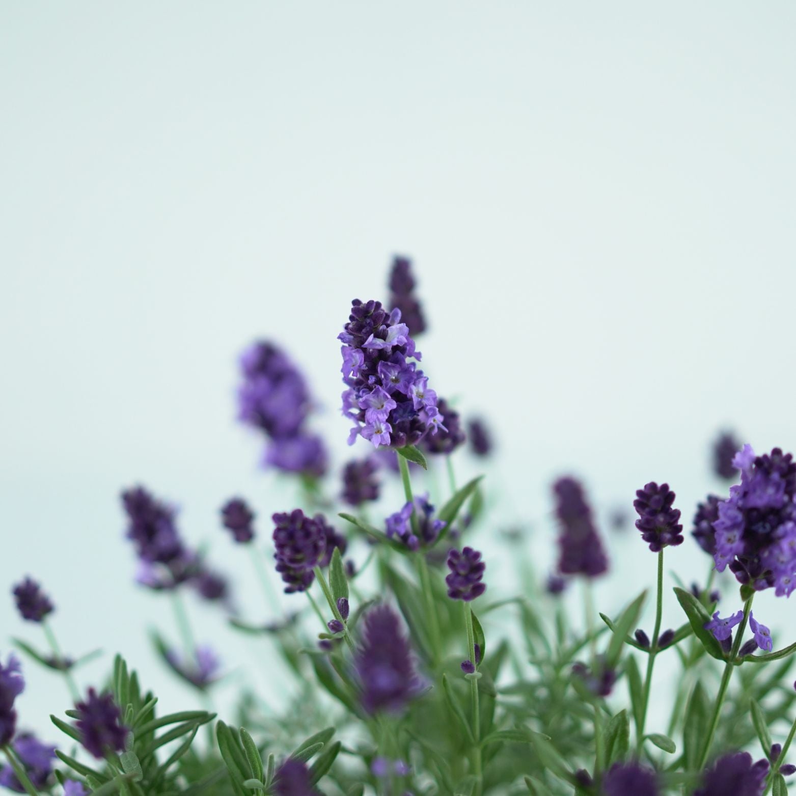 LAVANDULA ANGUSTIFOLIA 'Valence Deep Violet' Lawenda wąskolistna
