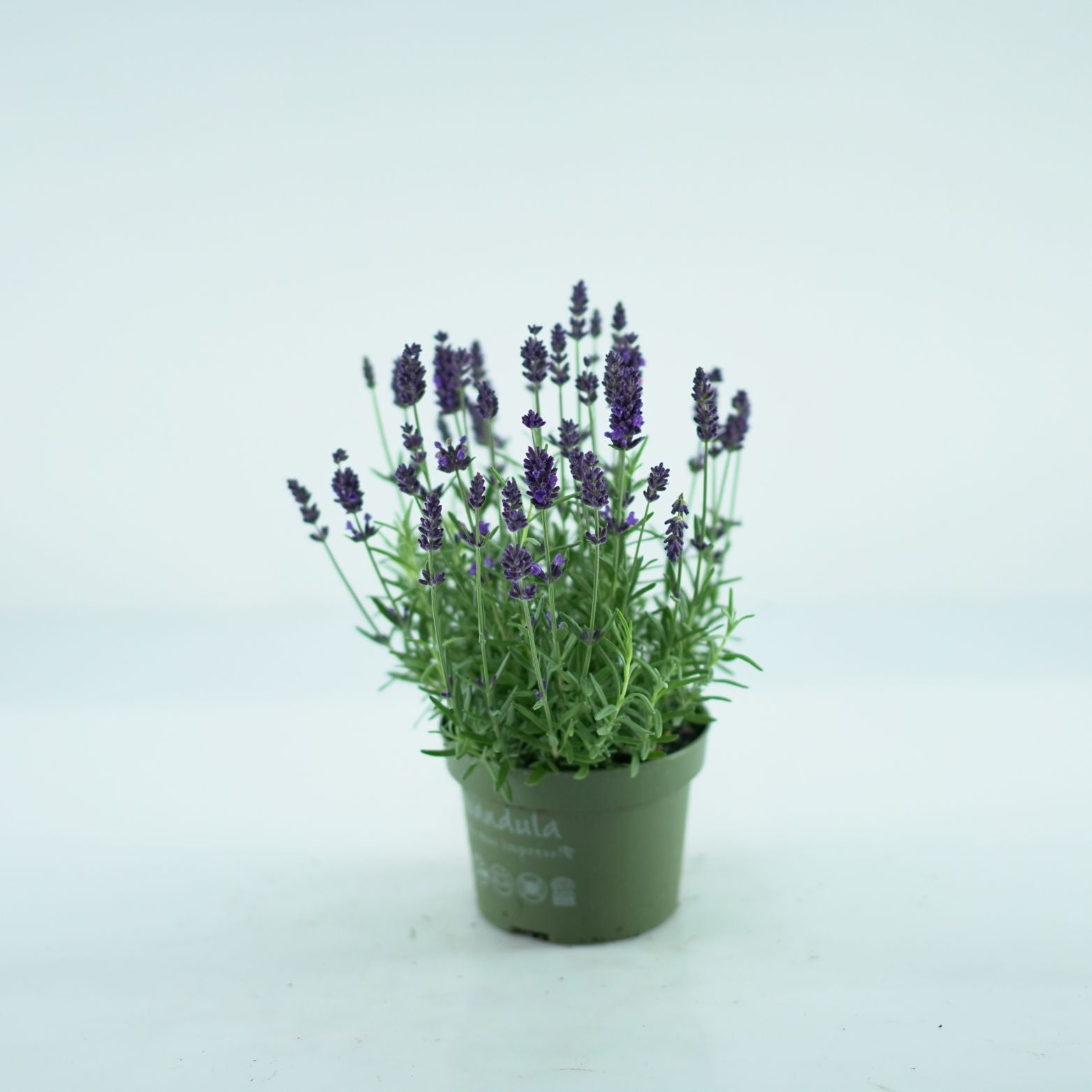 LAVANDULA ANGUSTIFOLIA 'Valence Deep Violet' Lawenda wąskolistna