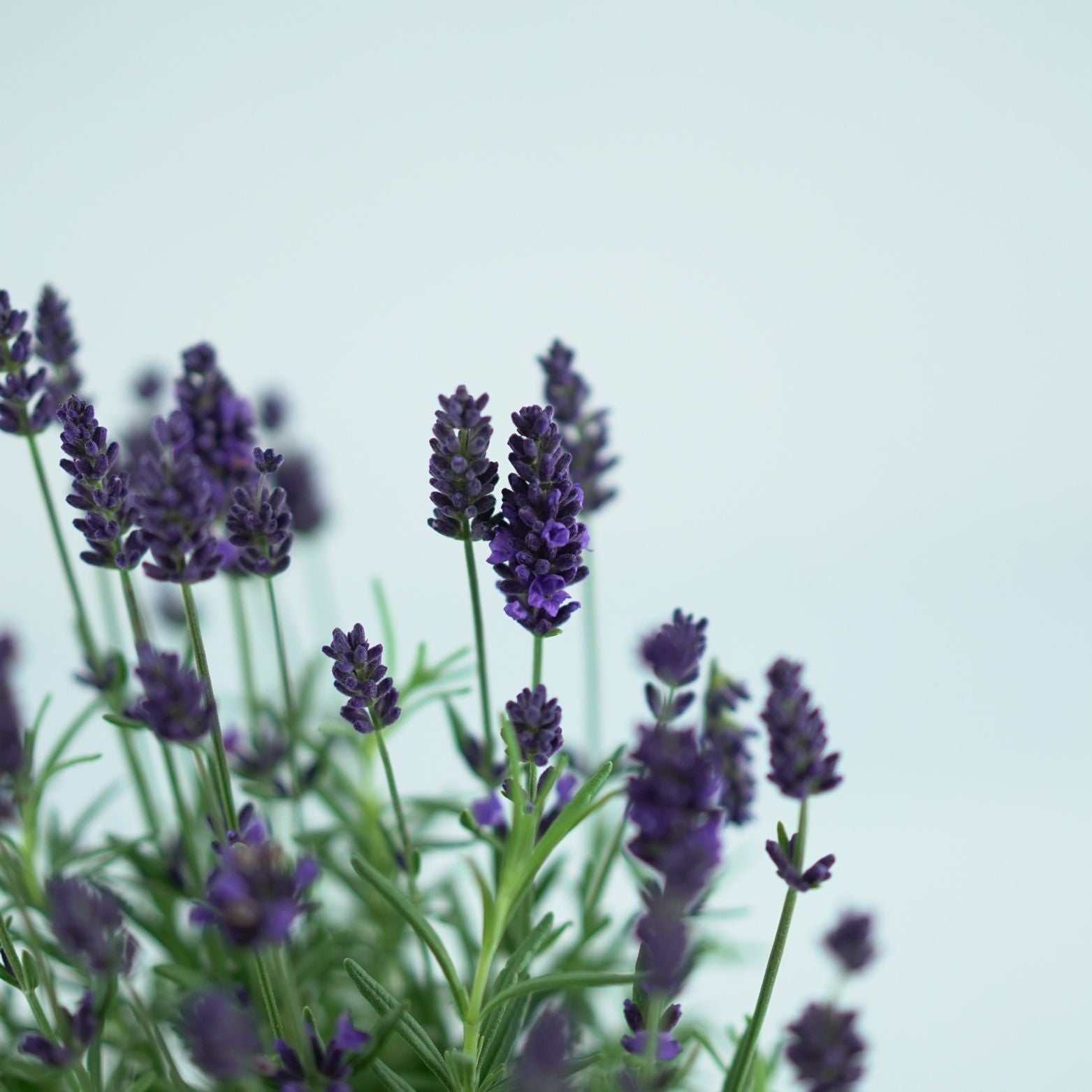 LAVANDULA ANGUSTIFOLIA 'Valence Deep Violet' Lawenda wąskolistna