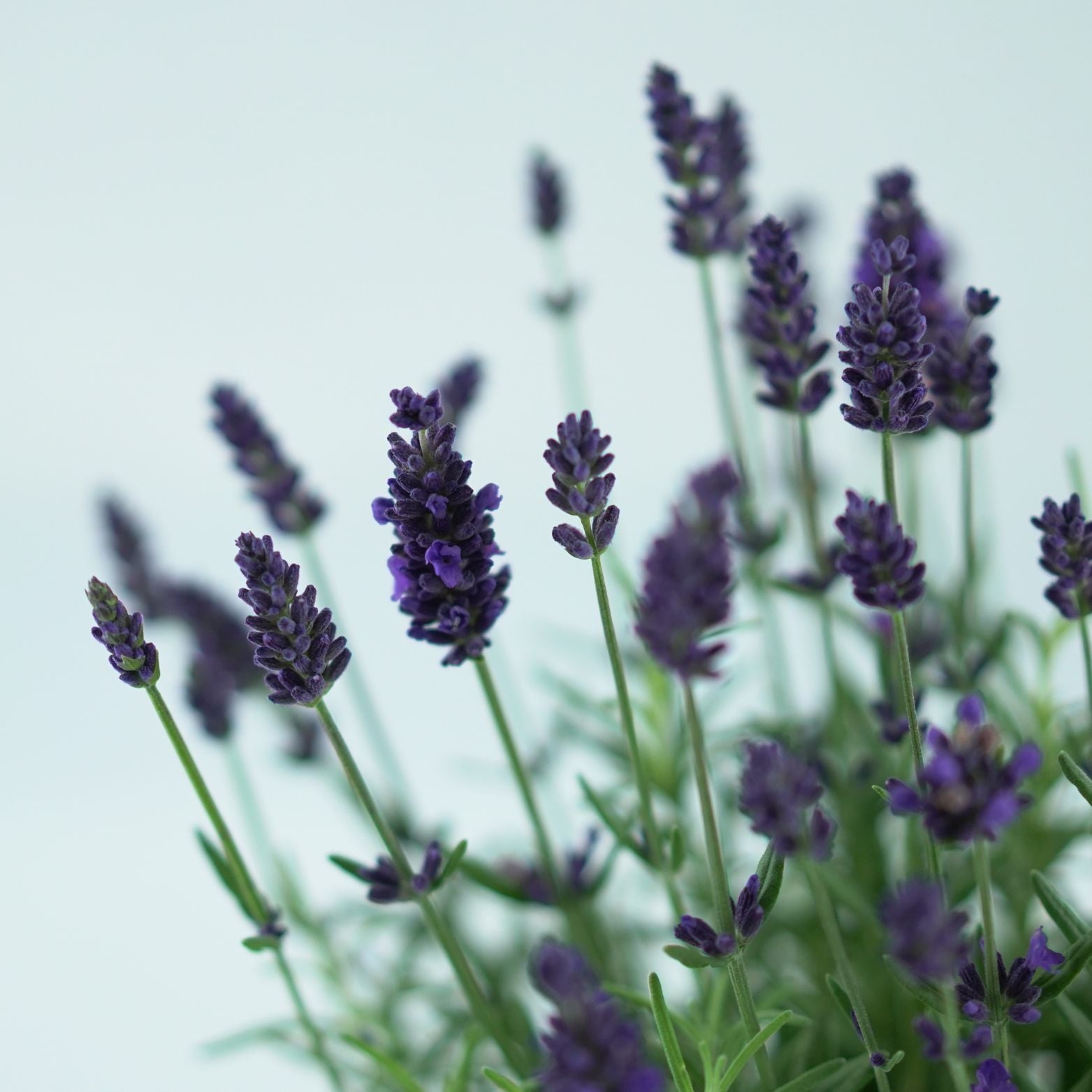 LAVANDULA ANGUSTIFOLIA Valence Deep Violet Lawenda waskolistna