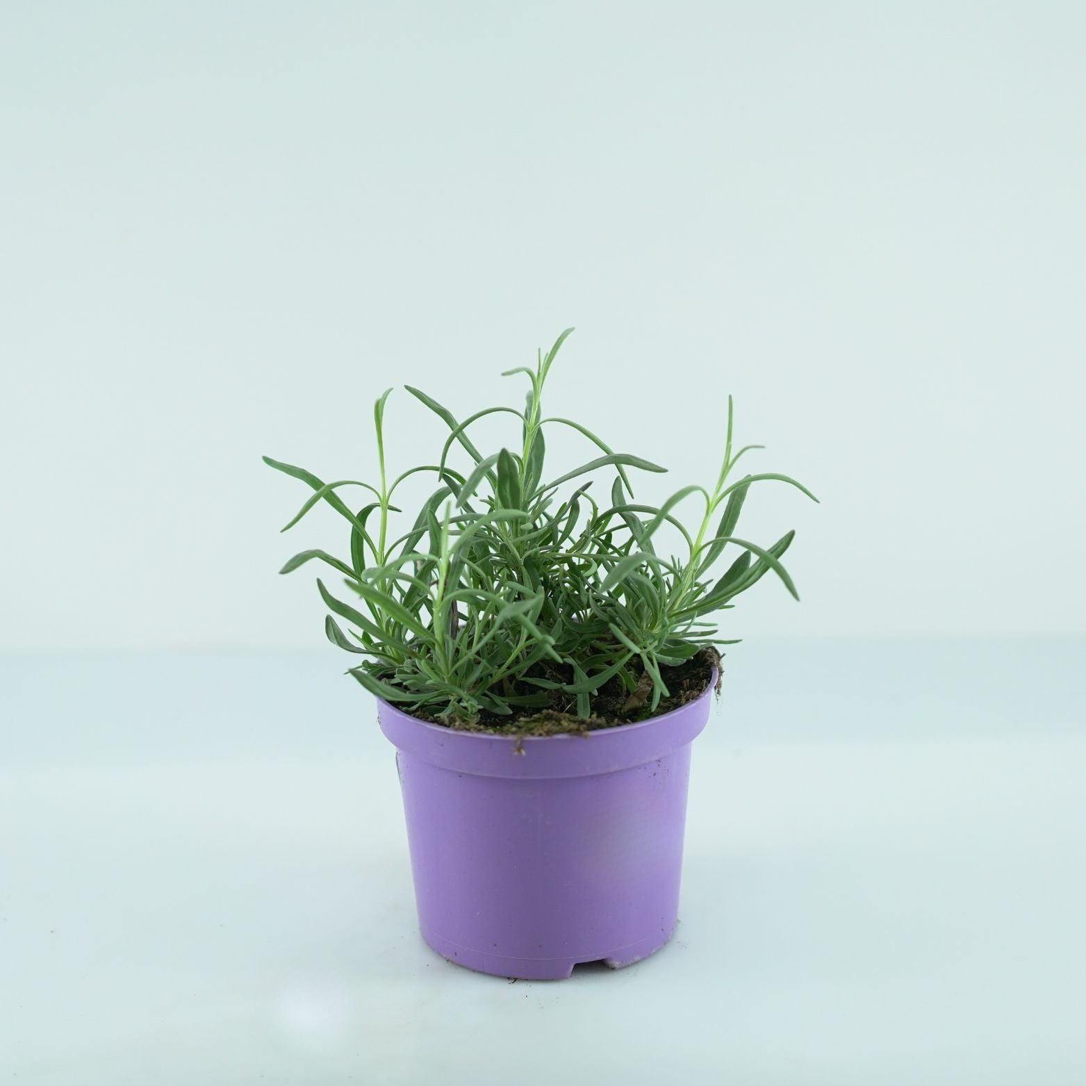 LAVANDULA ANGUSTIFOLIA 'Vera' Lawenda wąskolistna