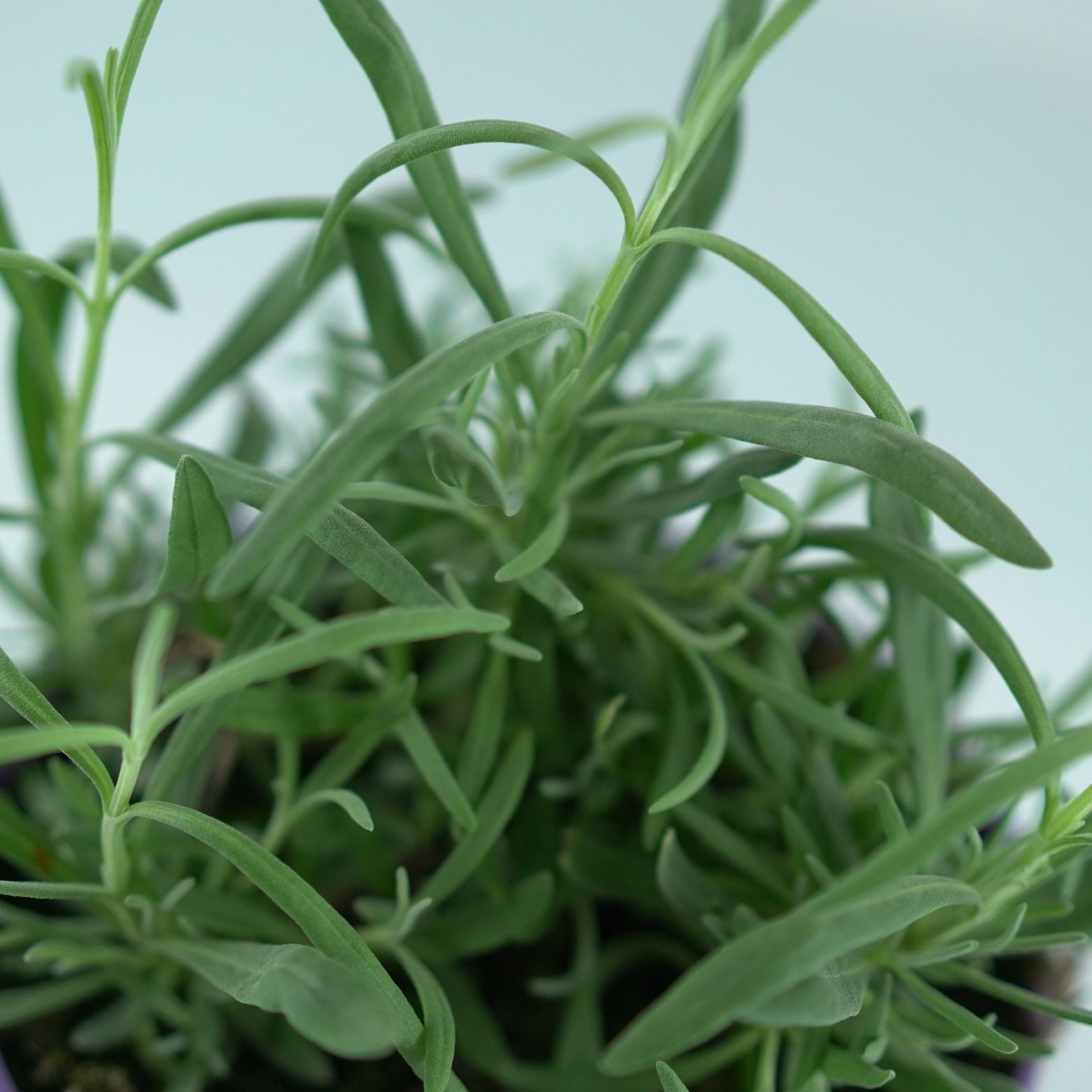LAVANDULA ANGUSTIFOLIA 'Vera' Lawenda wąskolistna