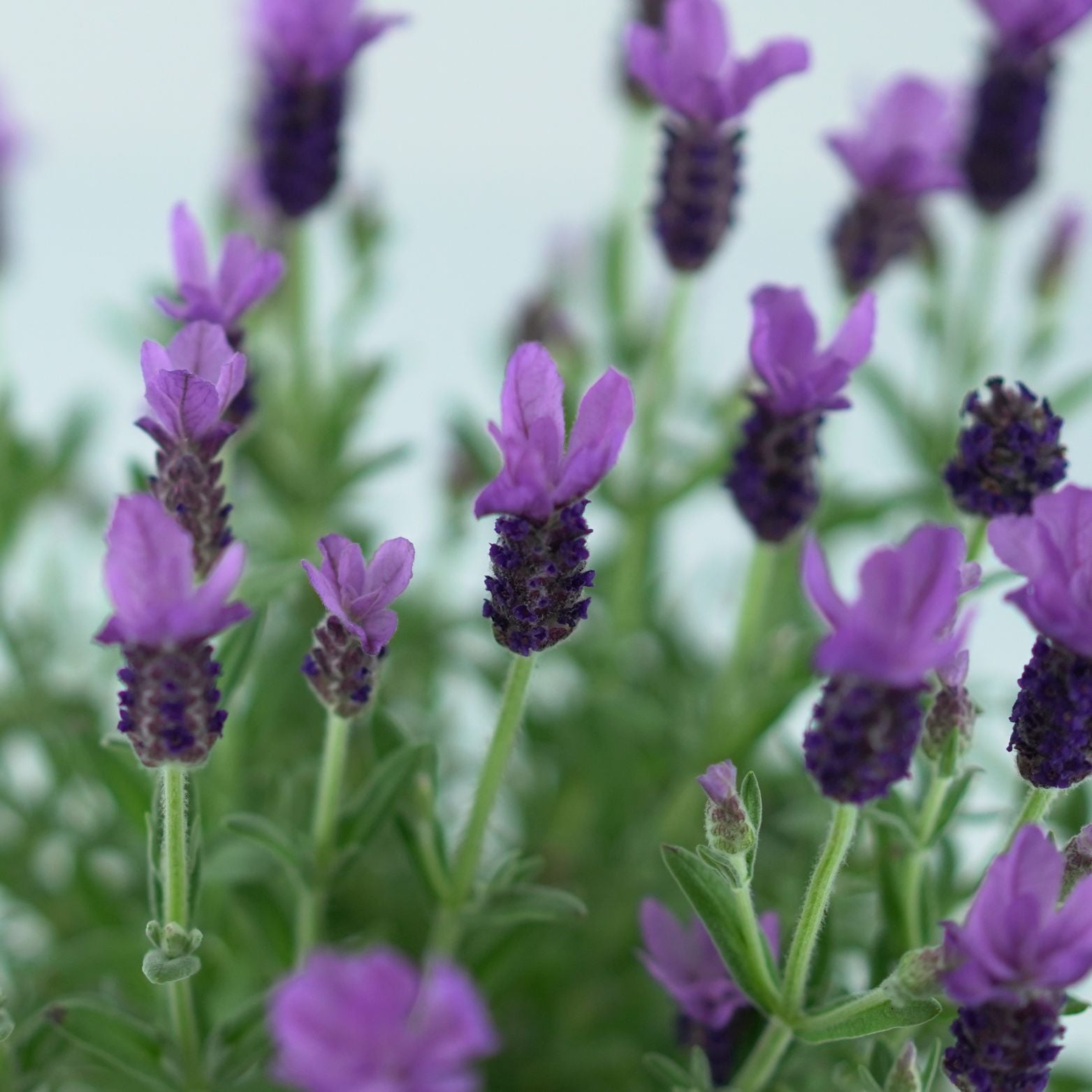 LAVANDULA STOECHAS 'Anouk' Lawenda francuska