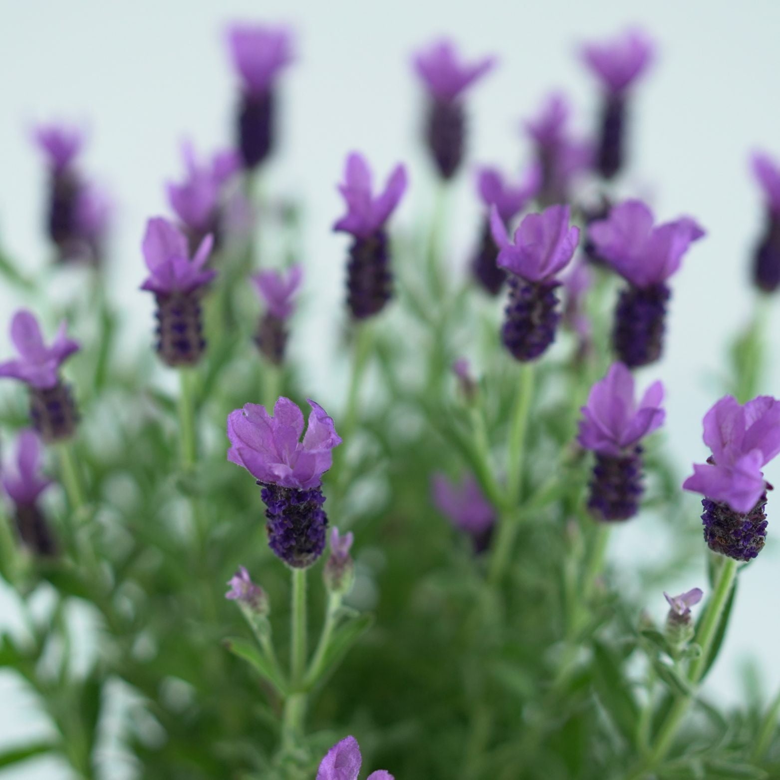 LAVANDULA STOECHAS 'Anouk' Lawenda francuska