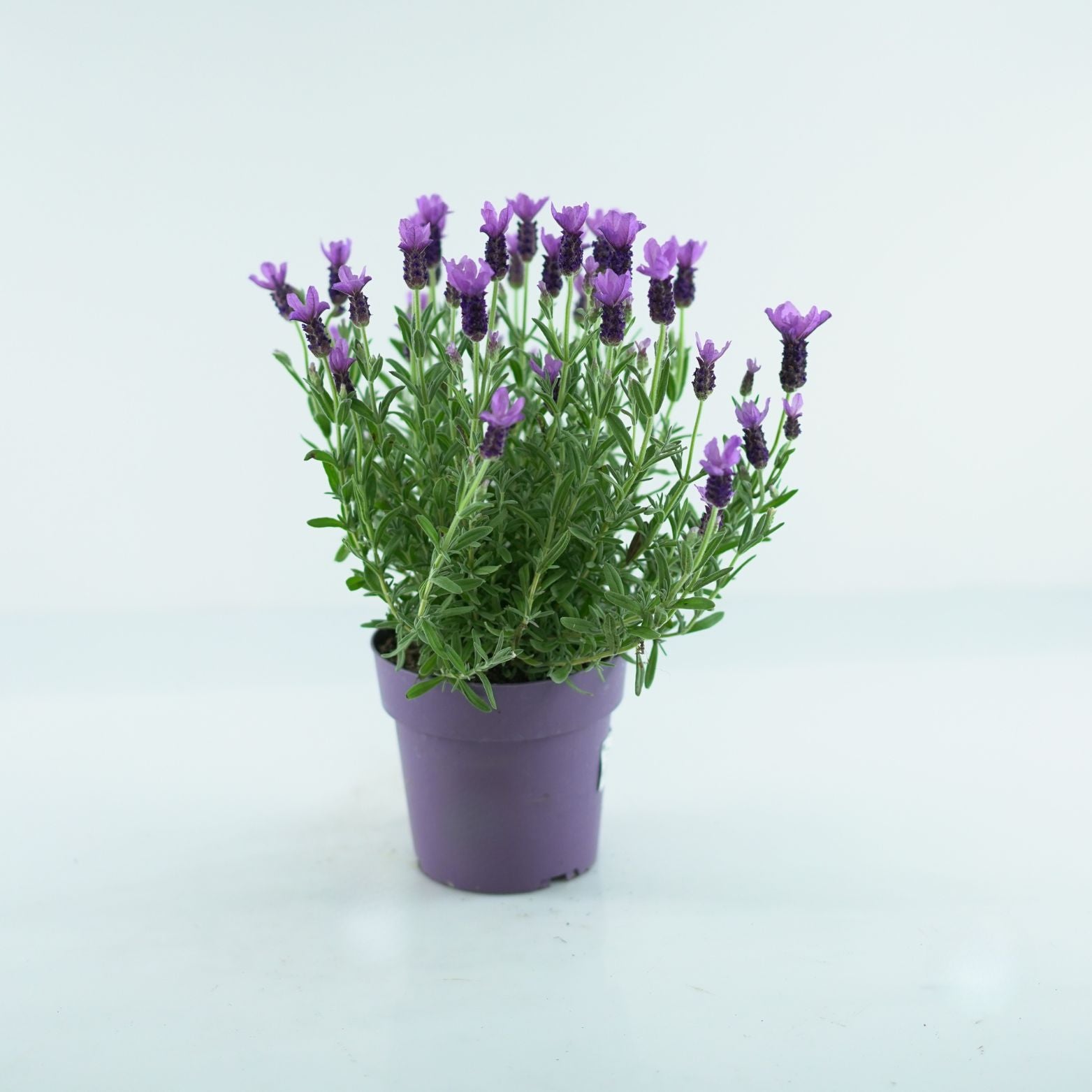 LAVANDULA STOECHAS 'Anouk' Lawenda francuska