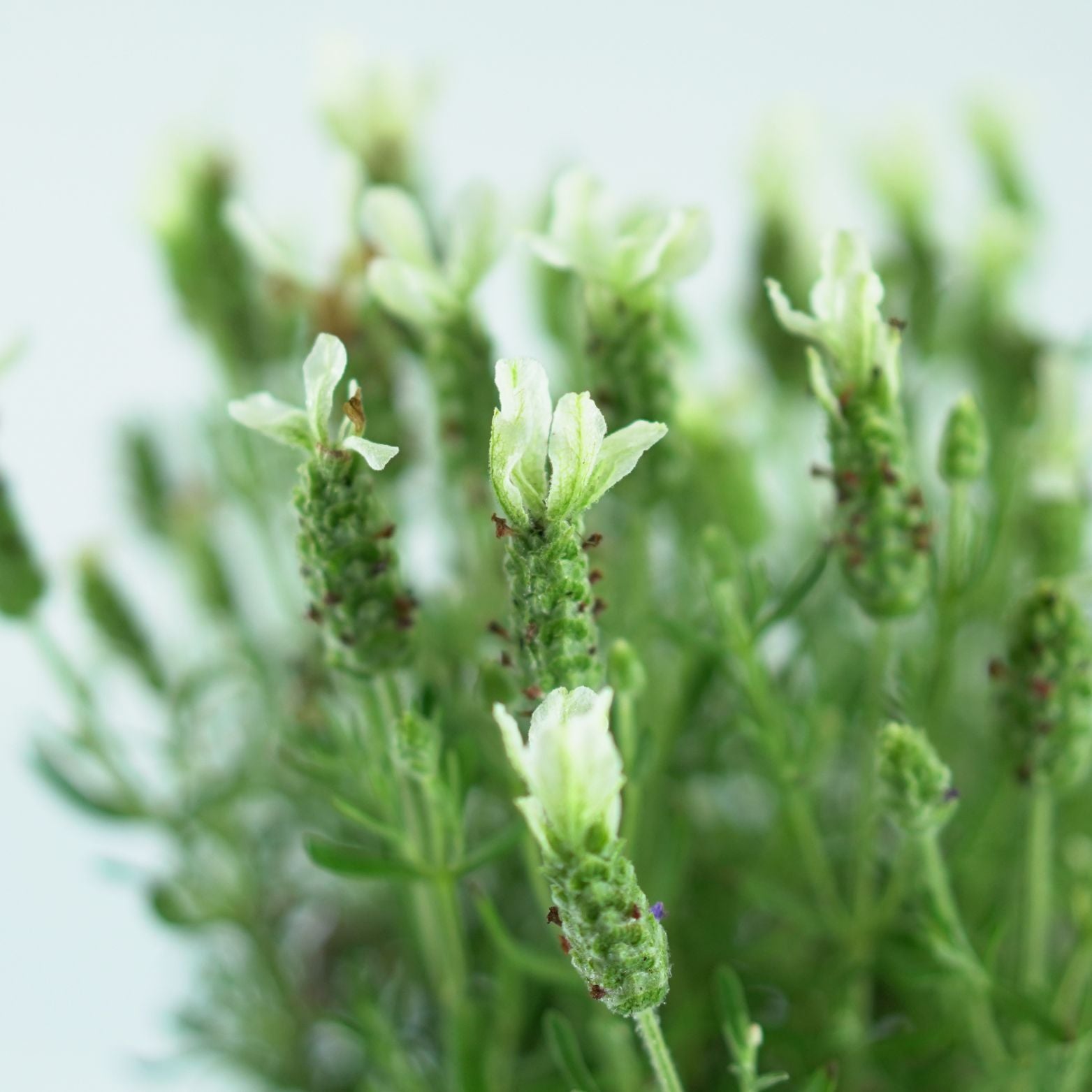 LAVANDULA STOECHAS 'Anouk White' Lawenda francuska