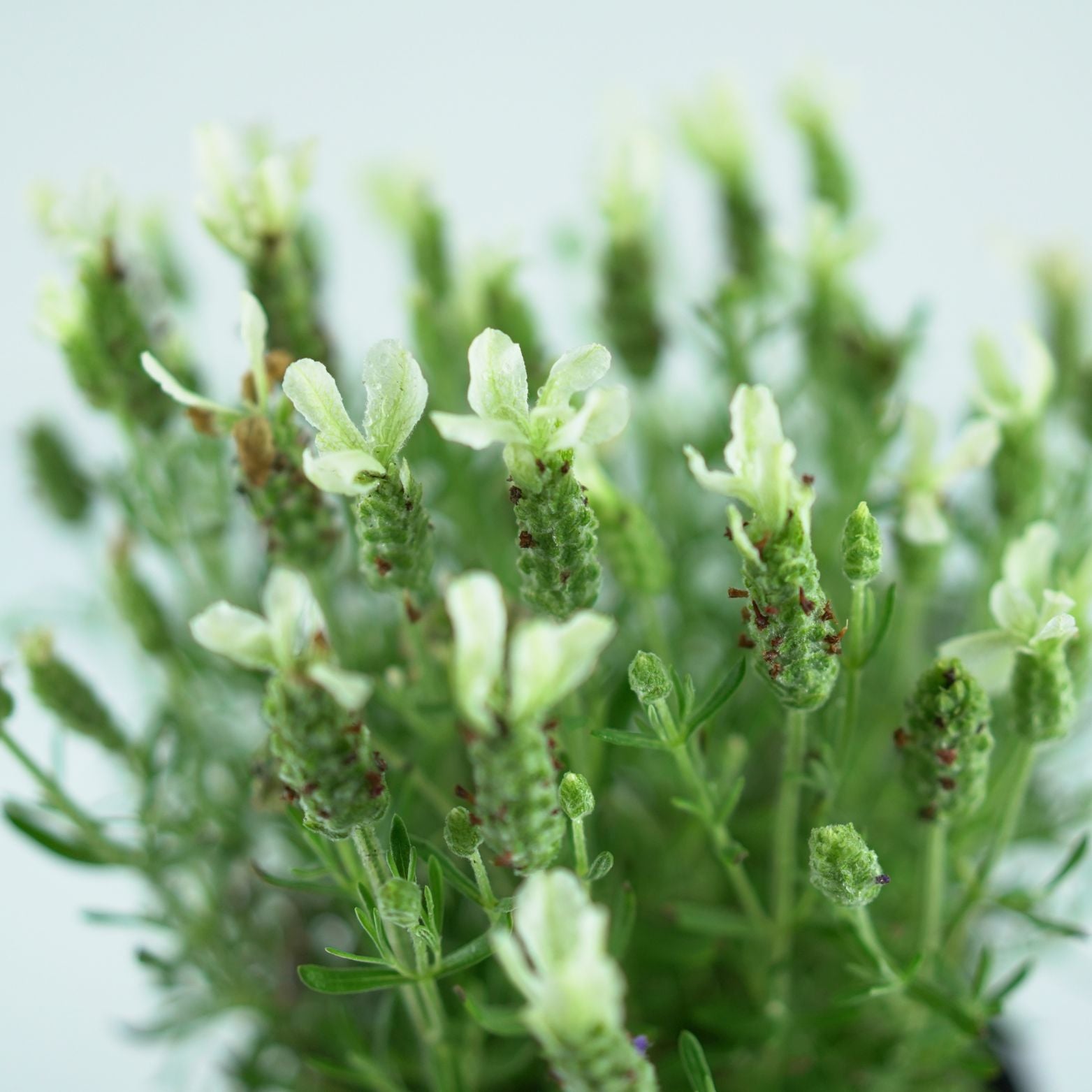 LAVANDULA STOECHAS 'Anouk White' Lawenda francuska