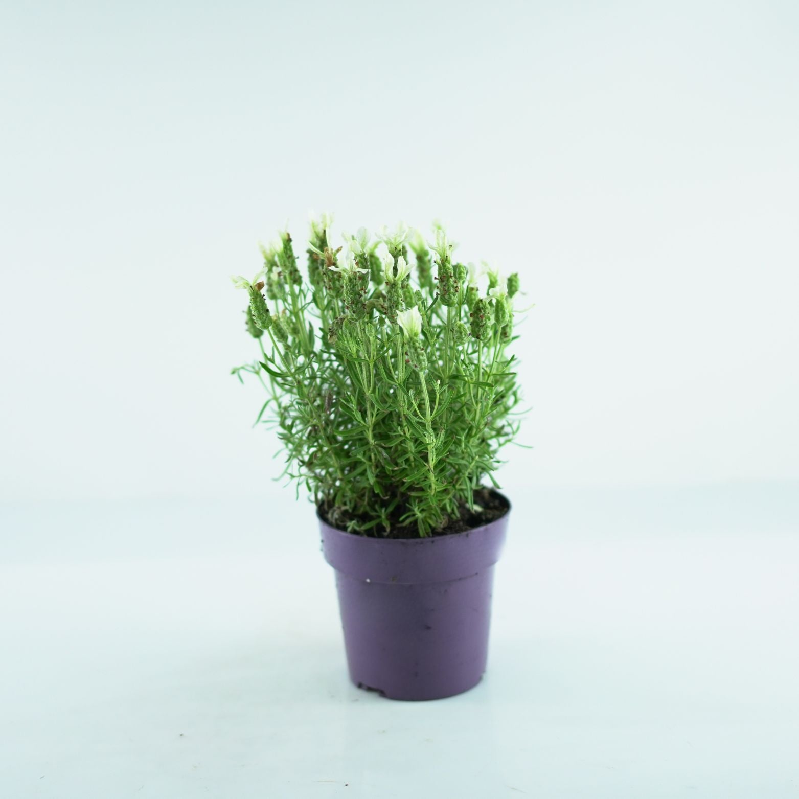 LAVANDULA STOECHAS 'Anouk White' Lawenda francuska