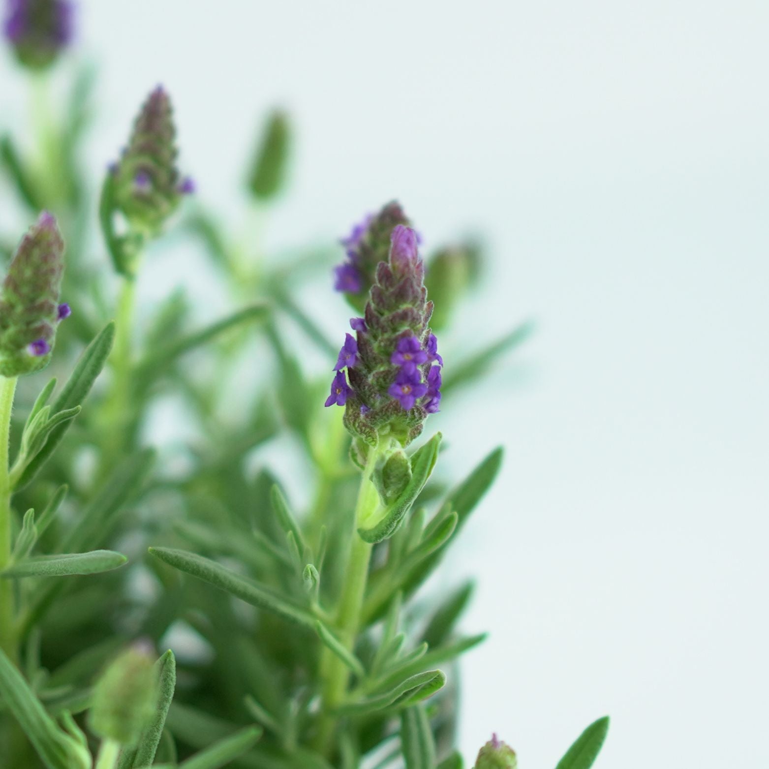 LAVANDULA STOECHAS 'Neon' Lawenda francuska