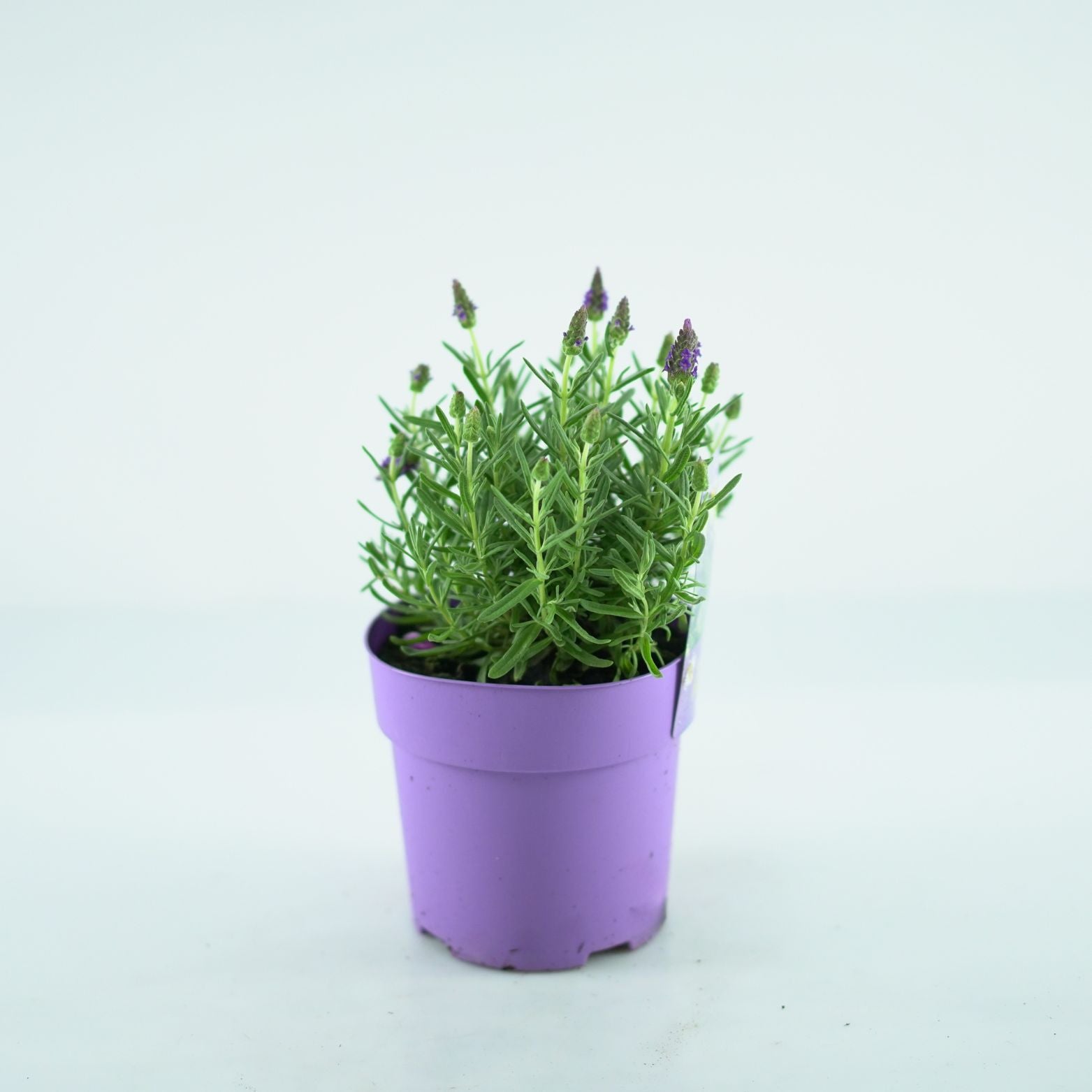 LAVANDULA STOECHAS 'Neon' Lawenda francuska
