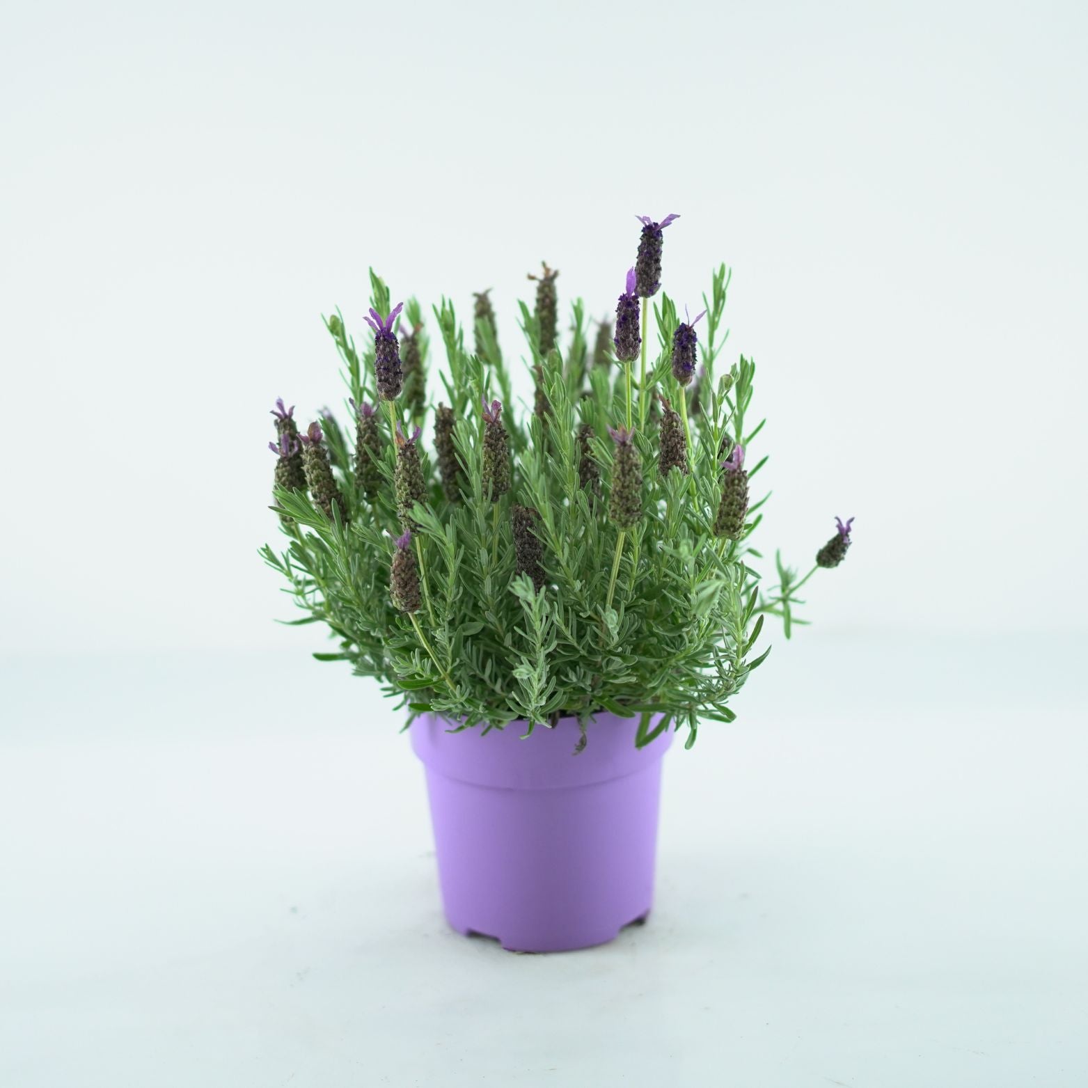 LAVANDULA STOECHAS 'Purple' Lawenda