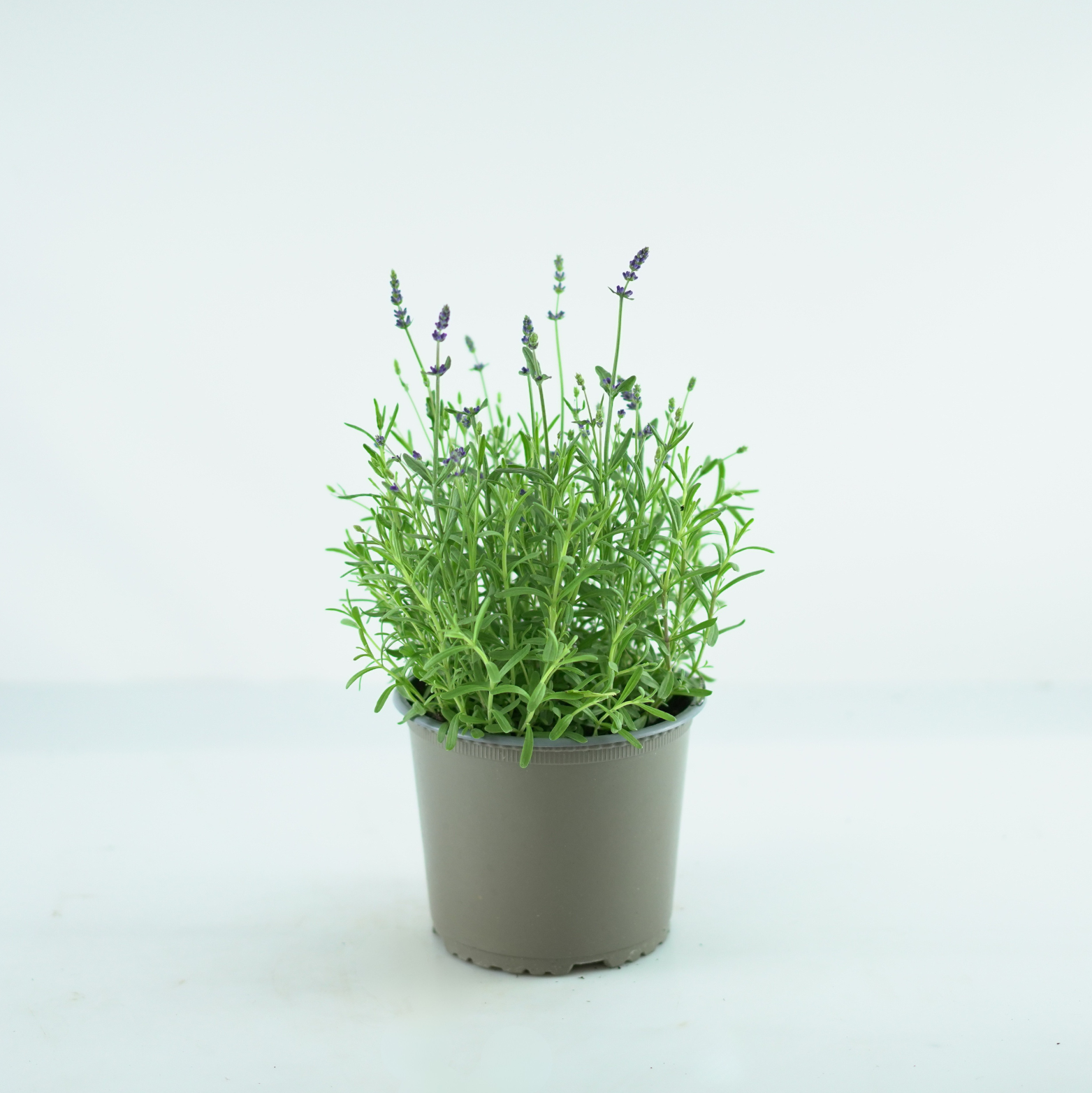 LAVANDULA ANGUSTIFOLIA 'Hidcote' Lawenda wąskolistna