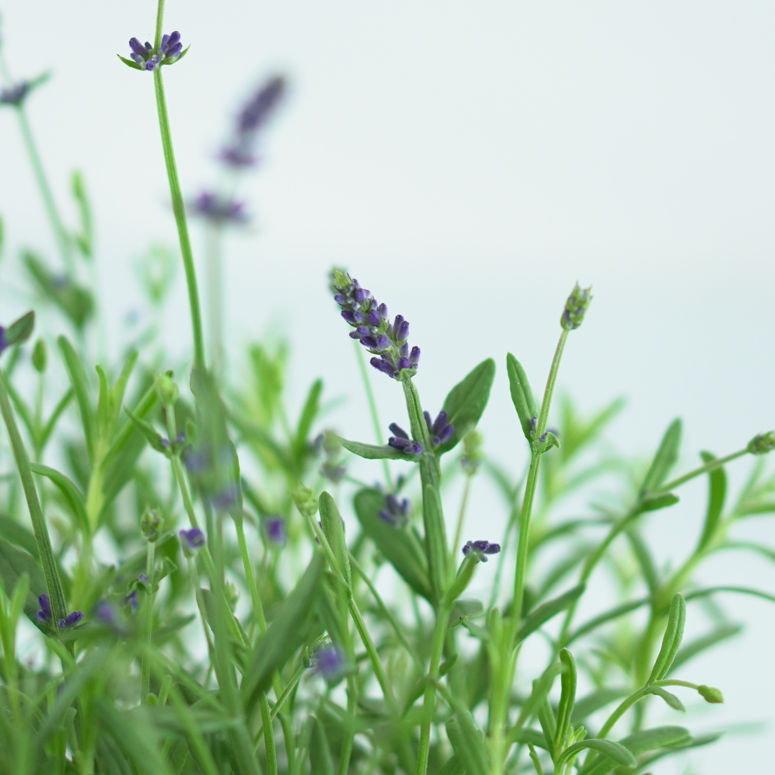 LAVANDULA ANGUSTIFOLIA 'Hidcote' Lawenda wąskolistna
