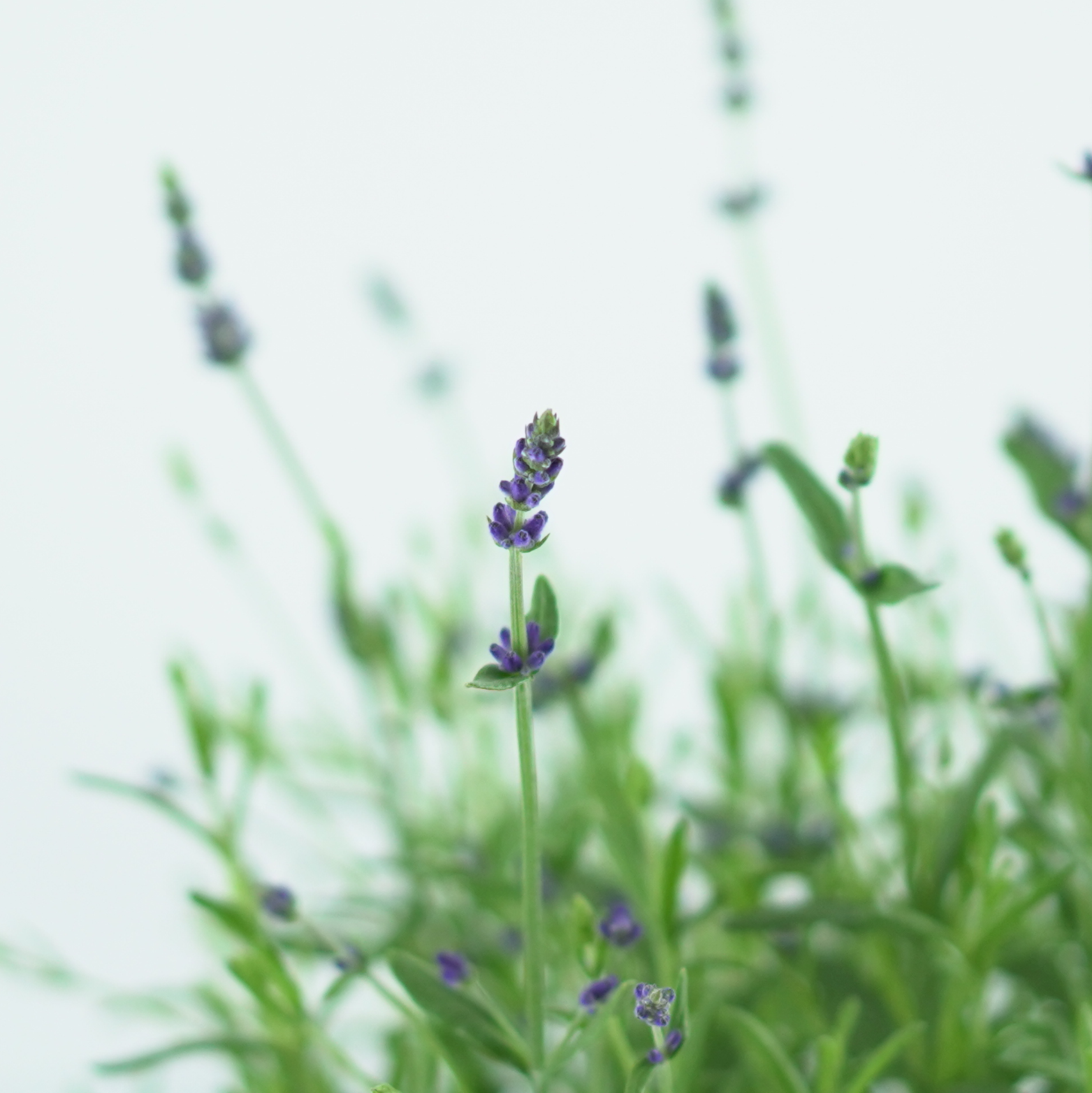 LAVANDULA ANGUSTIFOLIA 'Hidcote' Lawenda wąskolistna