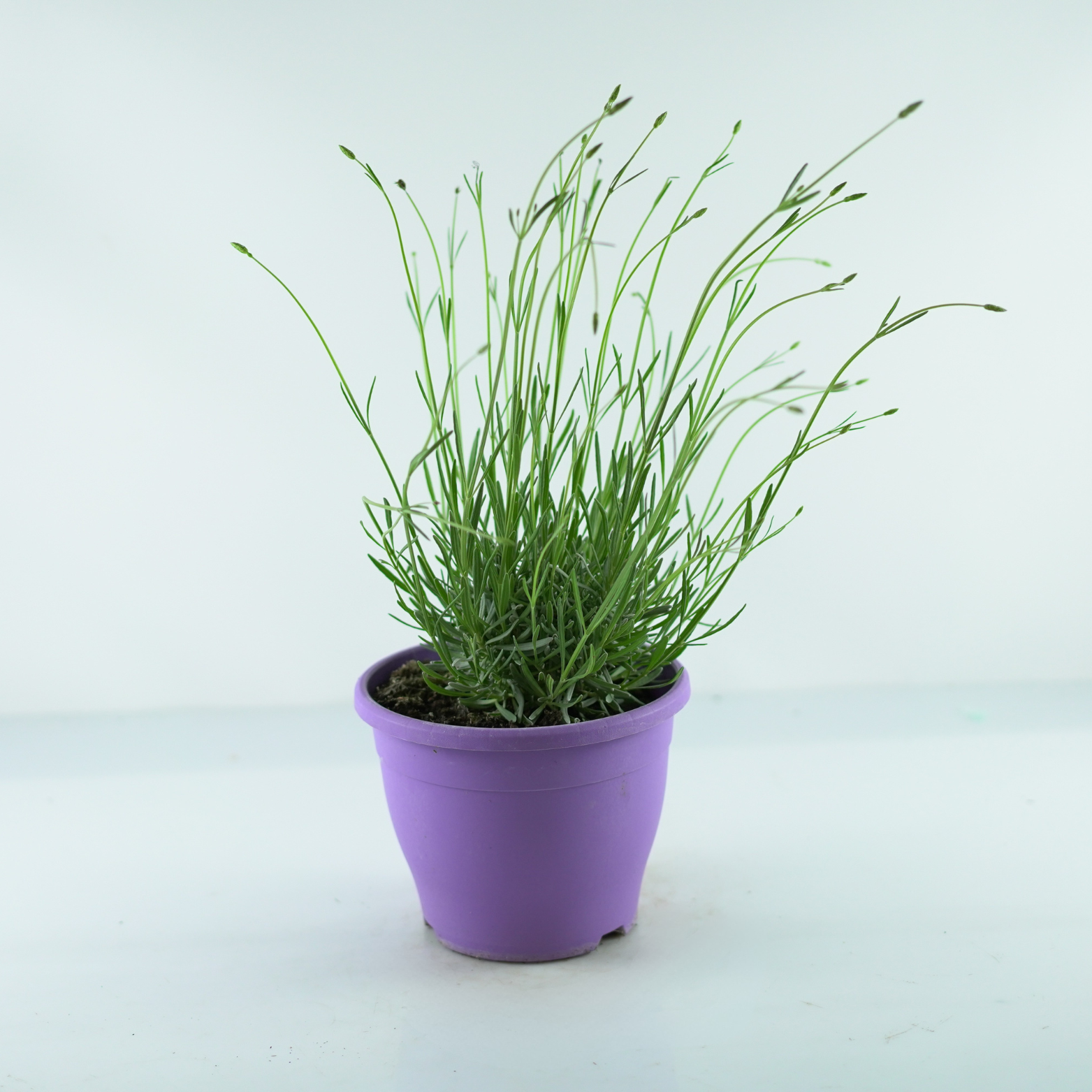LAVANDULA ANGUSTIFOLIA 'PLATINUM NICO' Lawenda wąskolistna