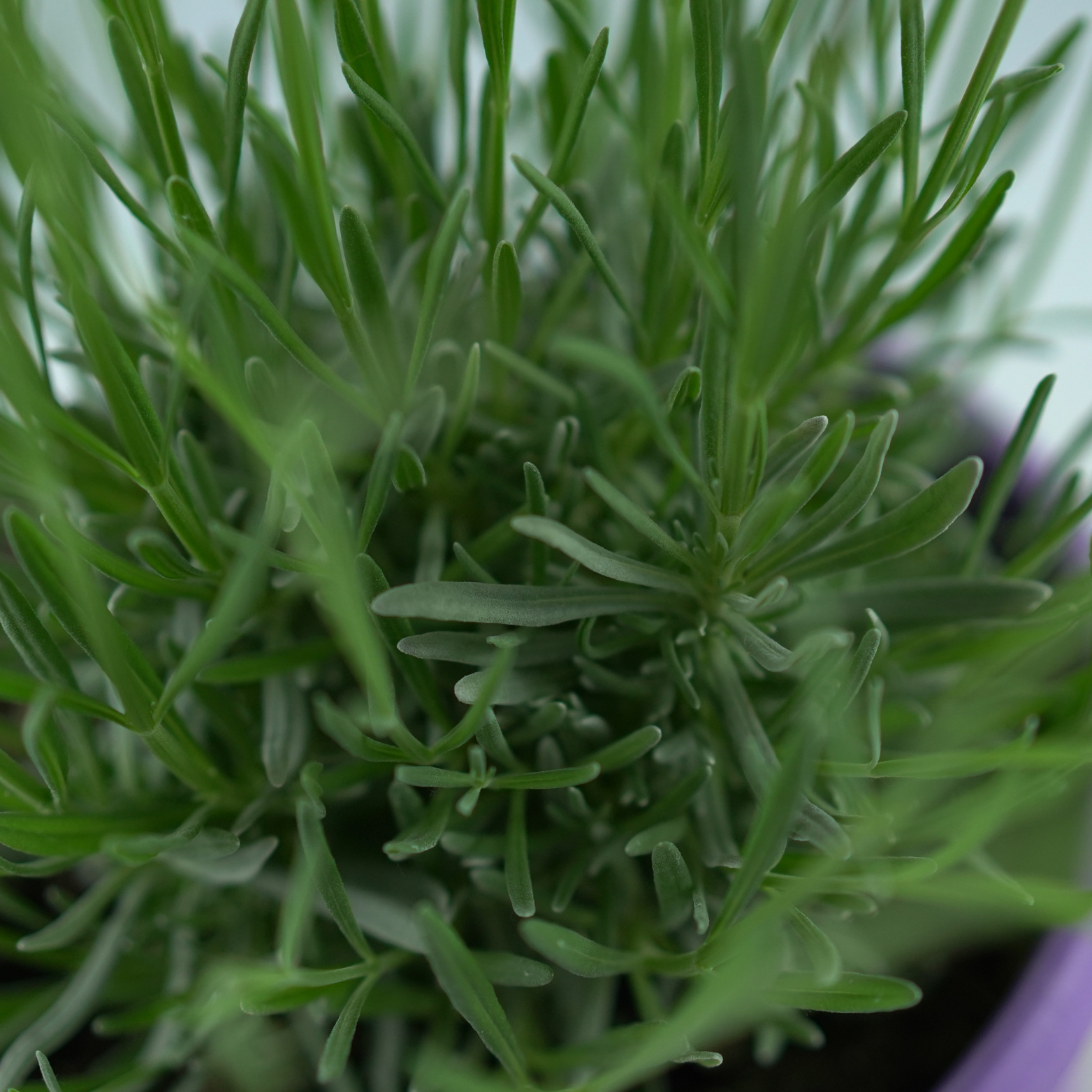 LAVANDULA ANGUSTIFOLIA 'PLATINUM NICO' Lawenda wąskolistna