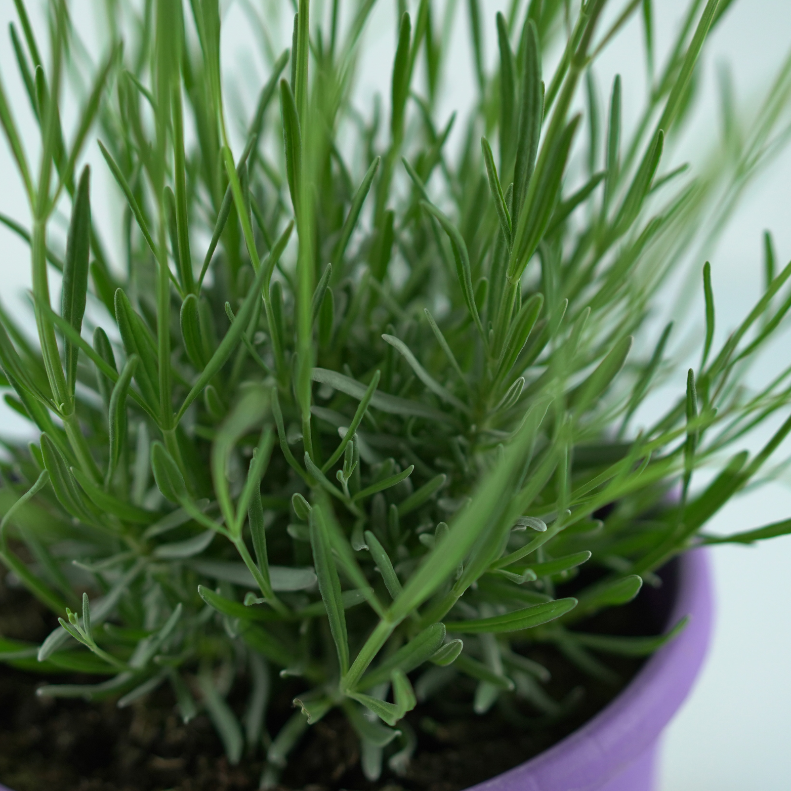 LAVANDULA ANGUSTIFOLIA 'PLATINUM NICO' Lawenda wąskolistna