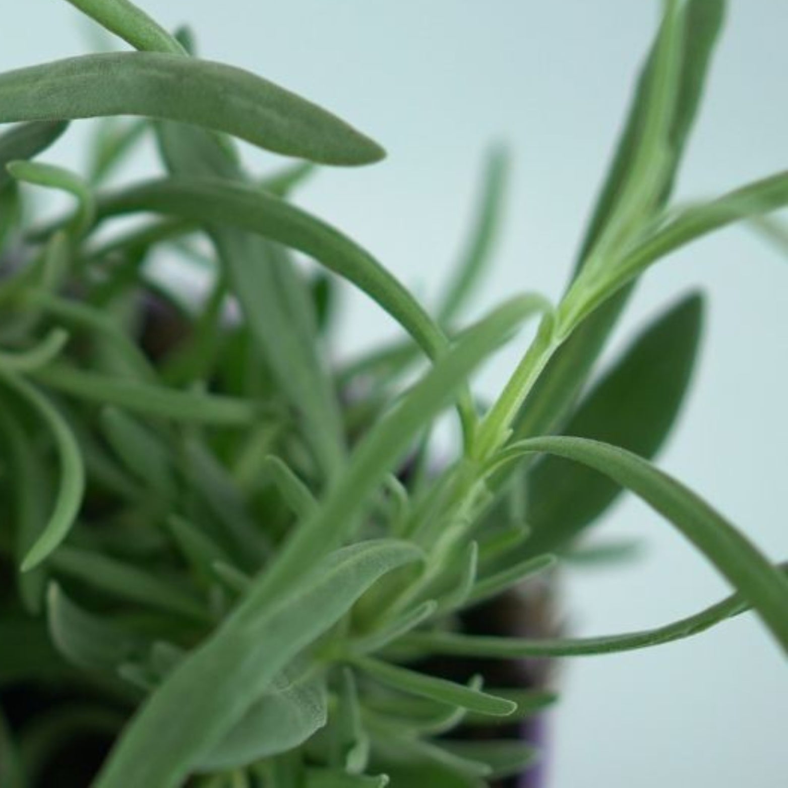 LAVANDULA ANGUSTIFOLIA 'Vera' Lawenda wąskolistna