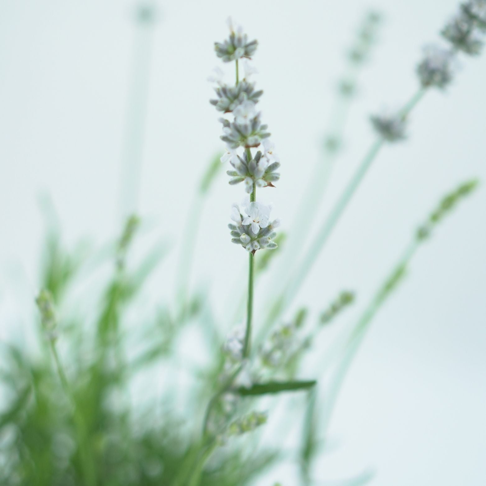 LAVANDULA ANGUSTIFOLIA 'ALBA' Lawenda wąskolistna
