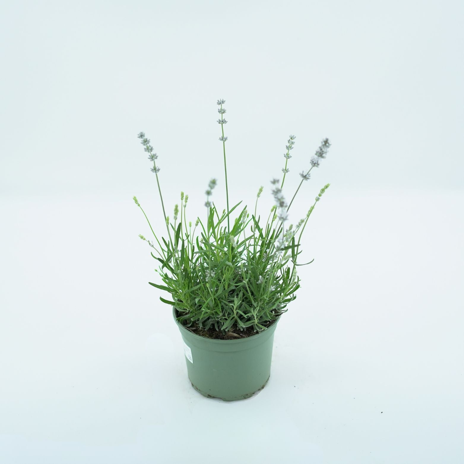 LAVANDULA ANGUSTIFOLIA 'ALBA' Lawenda wąskolistna