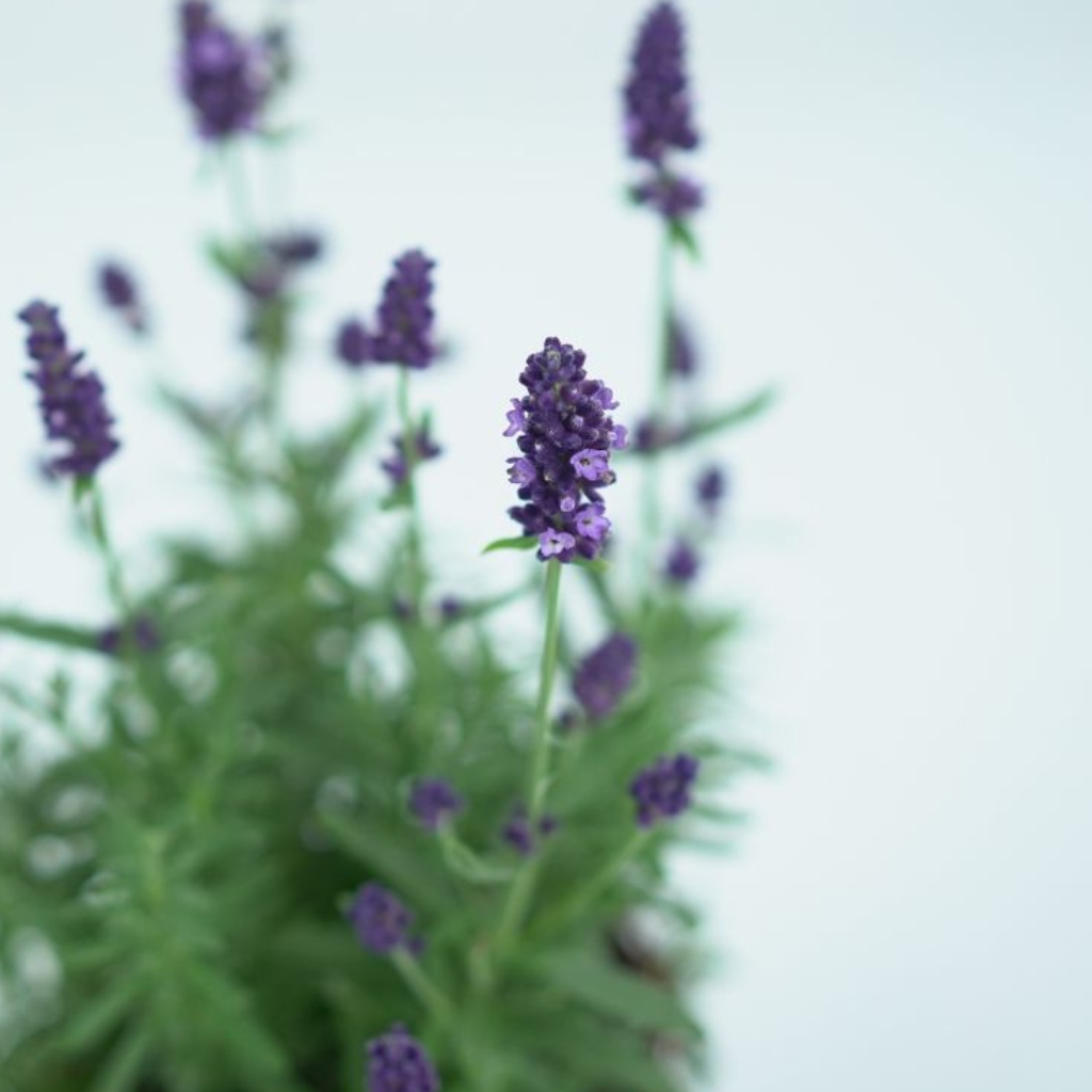 LAVANDULA ANGUSTIFOLIA 'BLUE SCENT' Lawenda wąskolistna